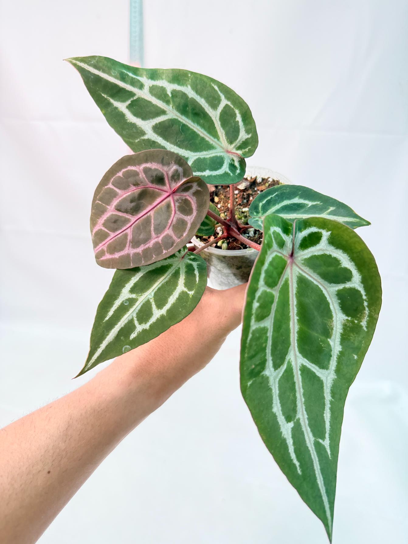 Anthurium Michelle 3