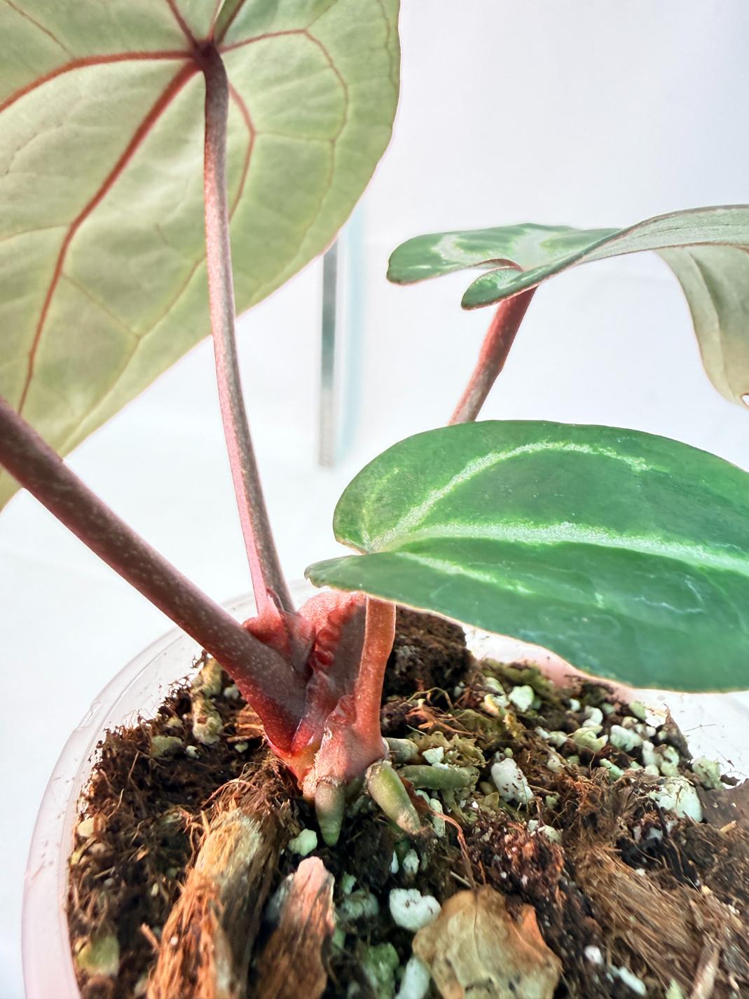 Anthurium Michelle 9