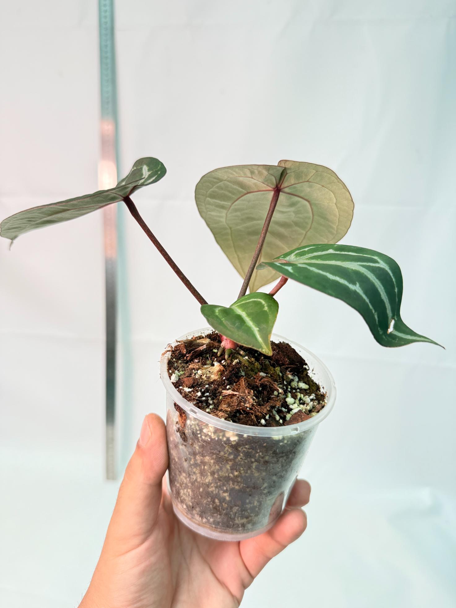 Anthurium Michelle 7