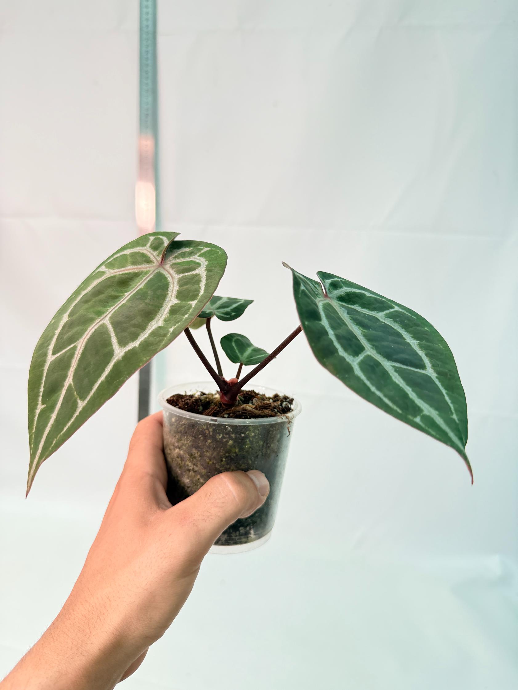 Anthurium Michelle 8