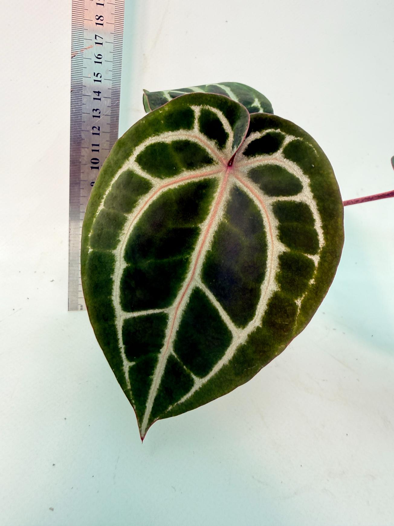 Anthurium Michelle 3