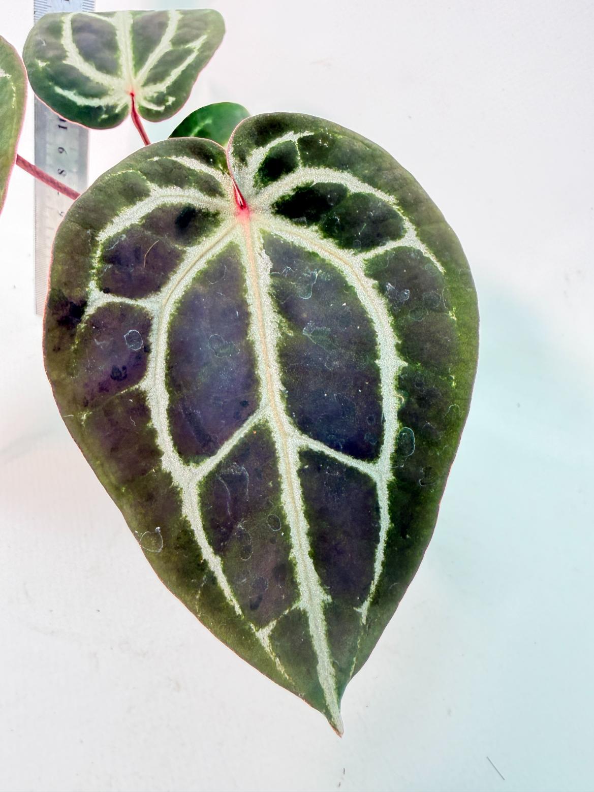 Anthurium Michelle 10