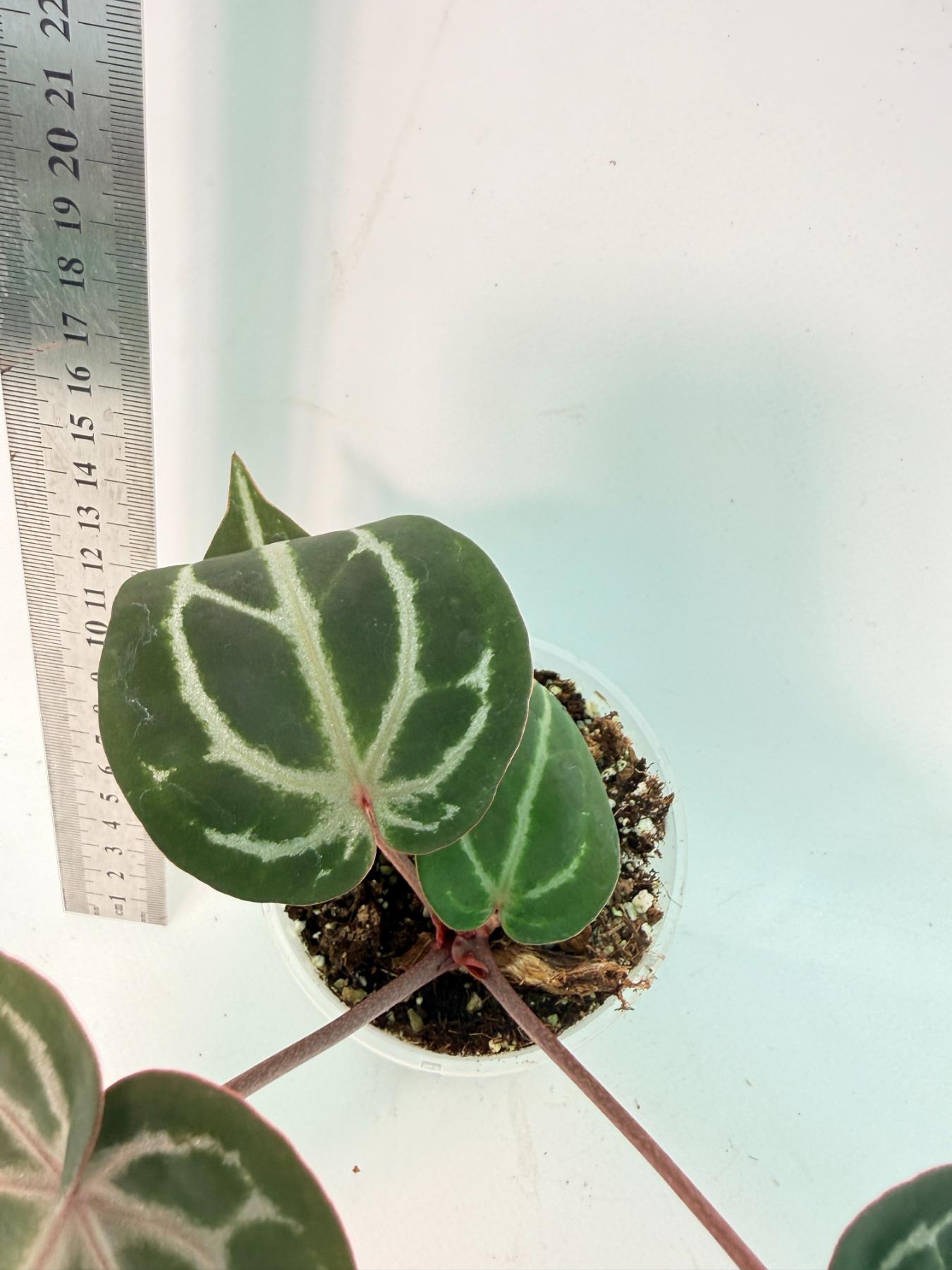 Anthurium Michelle 4