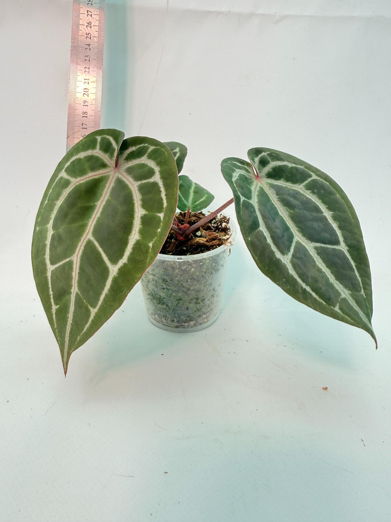 Anthurium Michelle 5