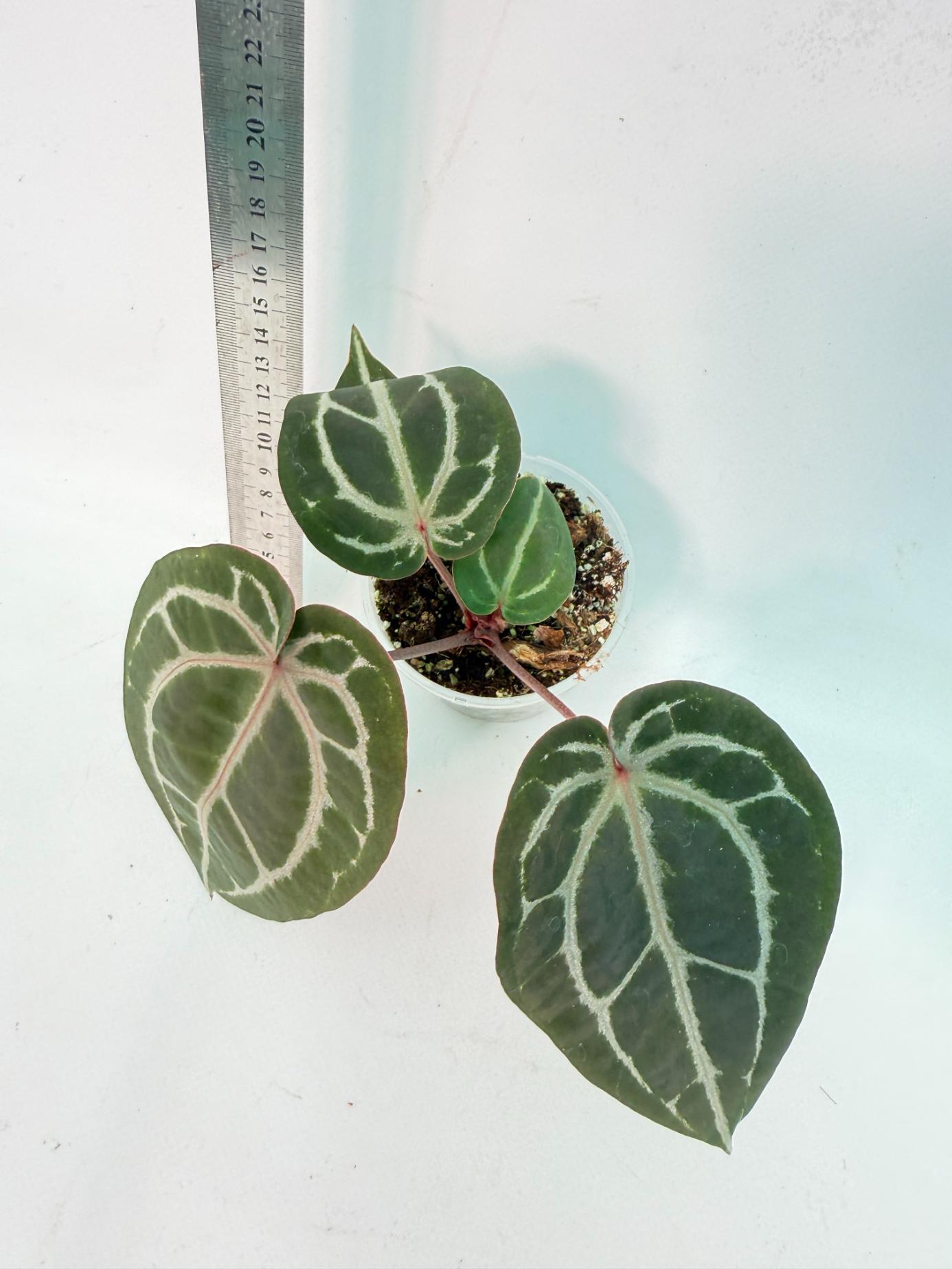 Anthurium Michelle 6