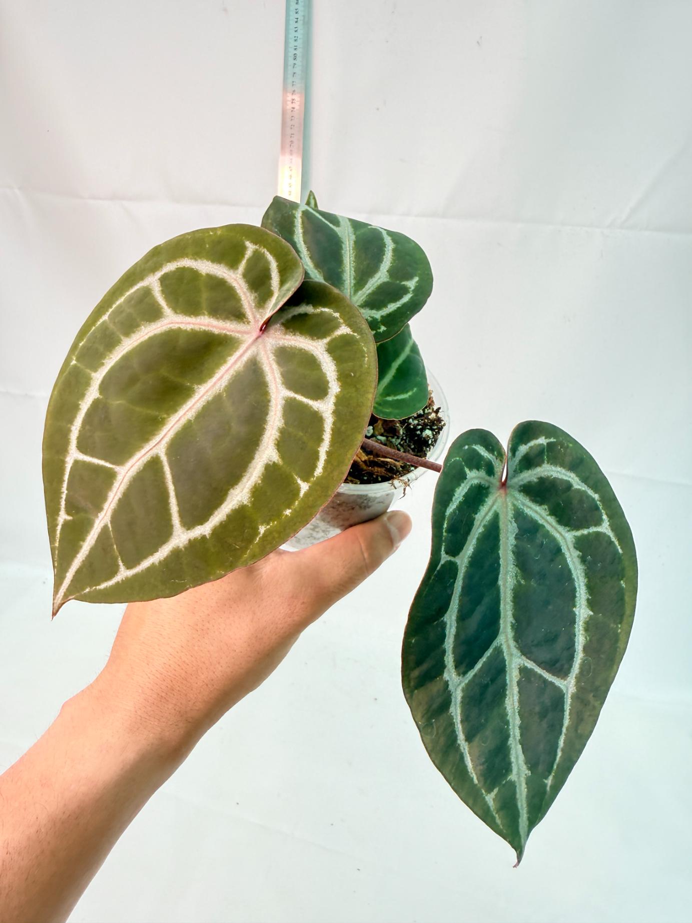 Anthurium Michelle 1