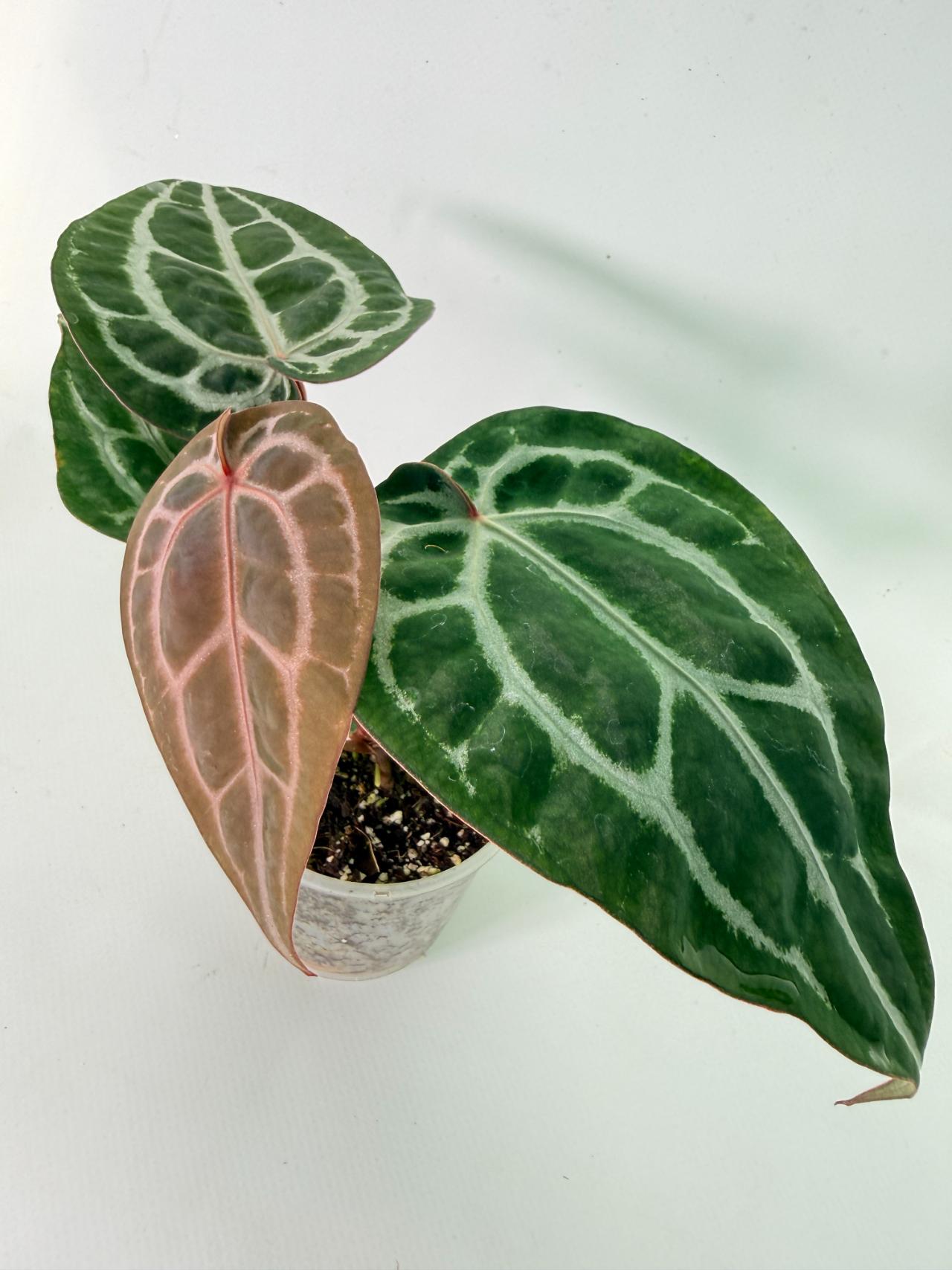Anthurium Michelle 01