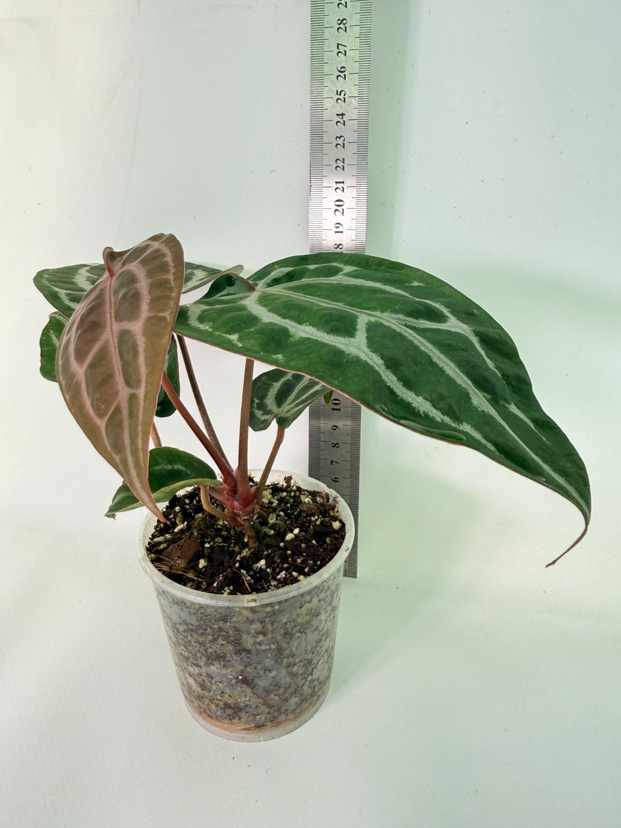 Anthurium Michelle 03