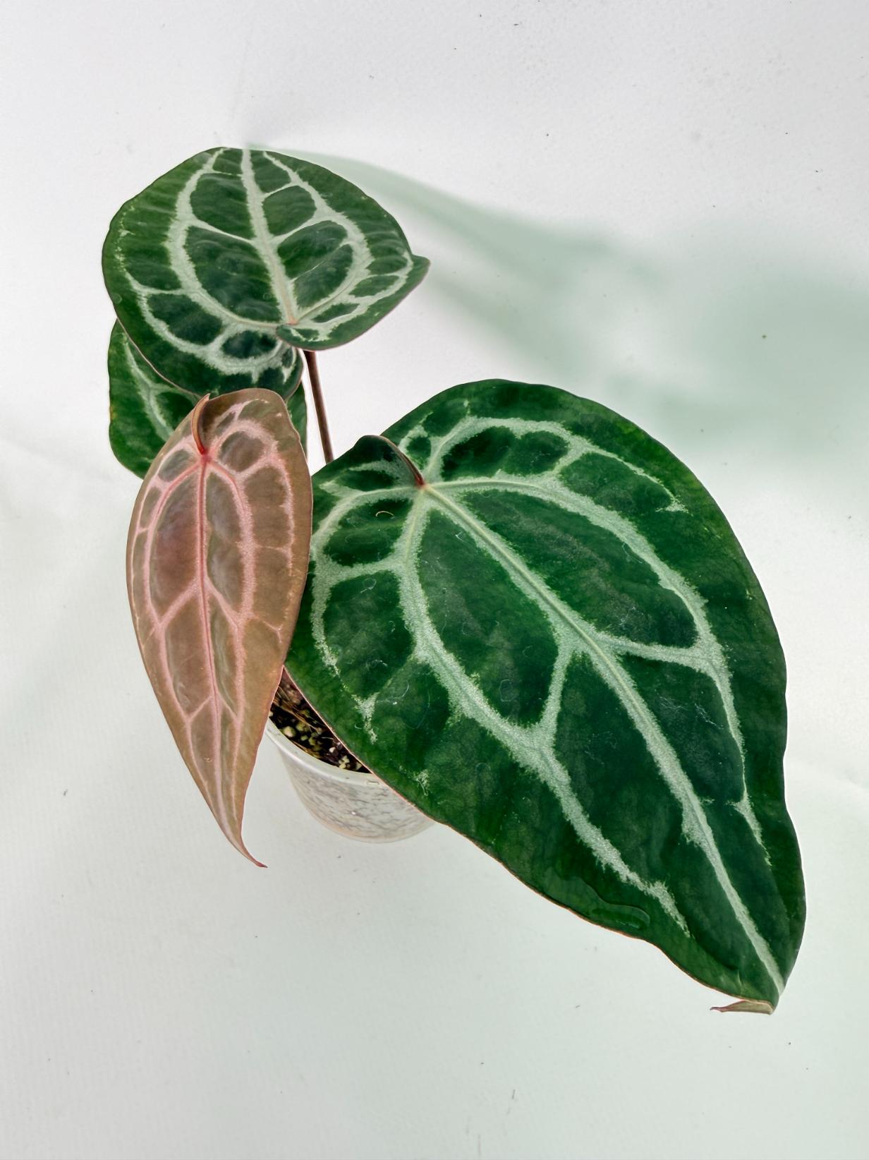 Anthurium Michelle 04