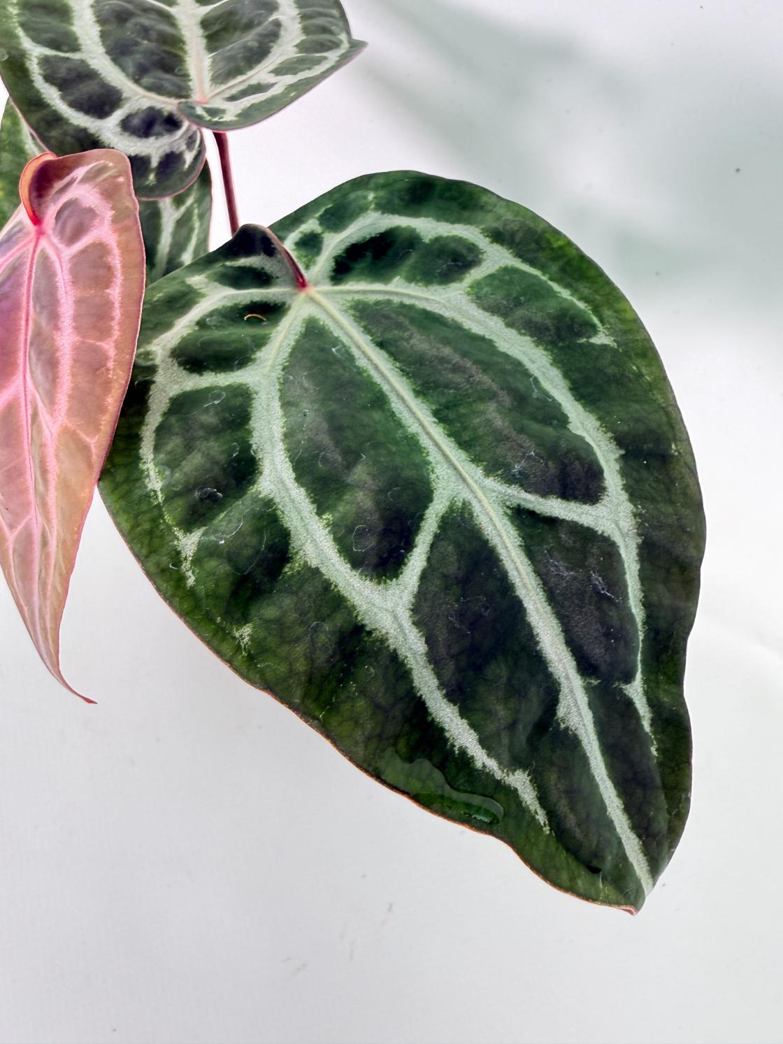 Anthurium Michelle 05