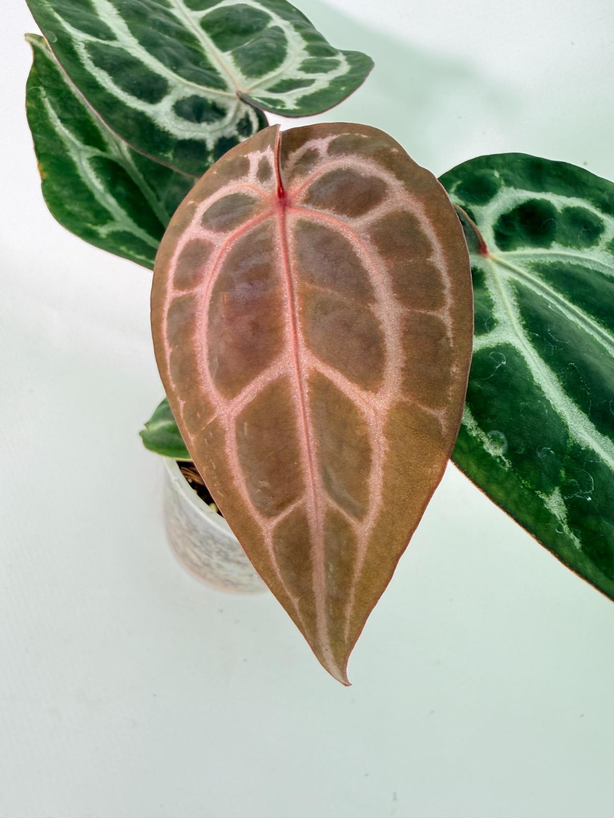 Anthurium Michelle 02