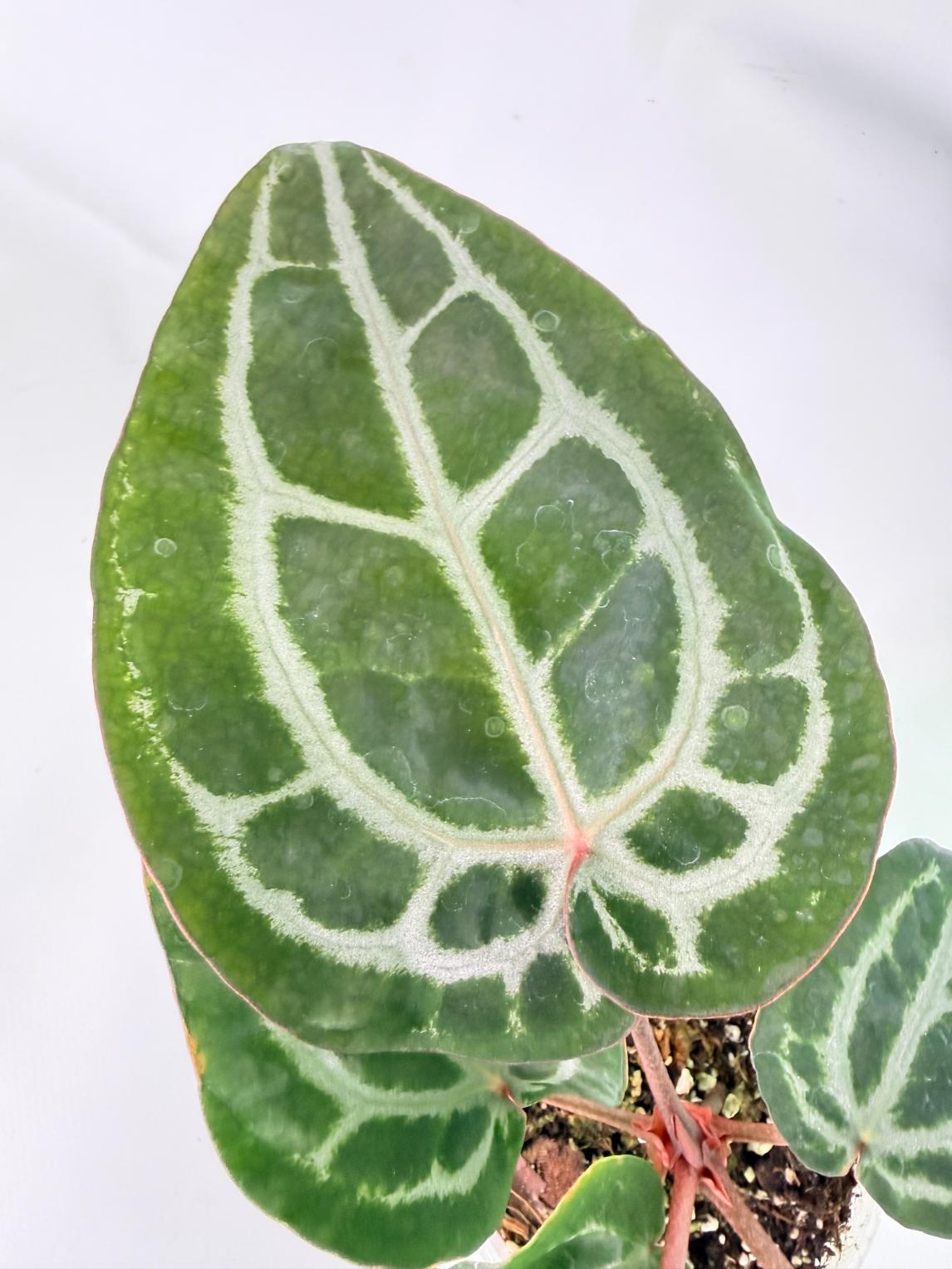 Anthurium Michelle 06