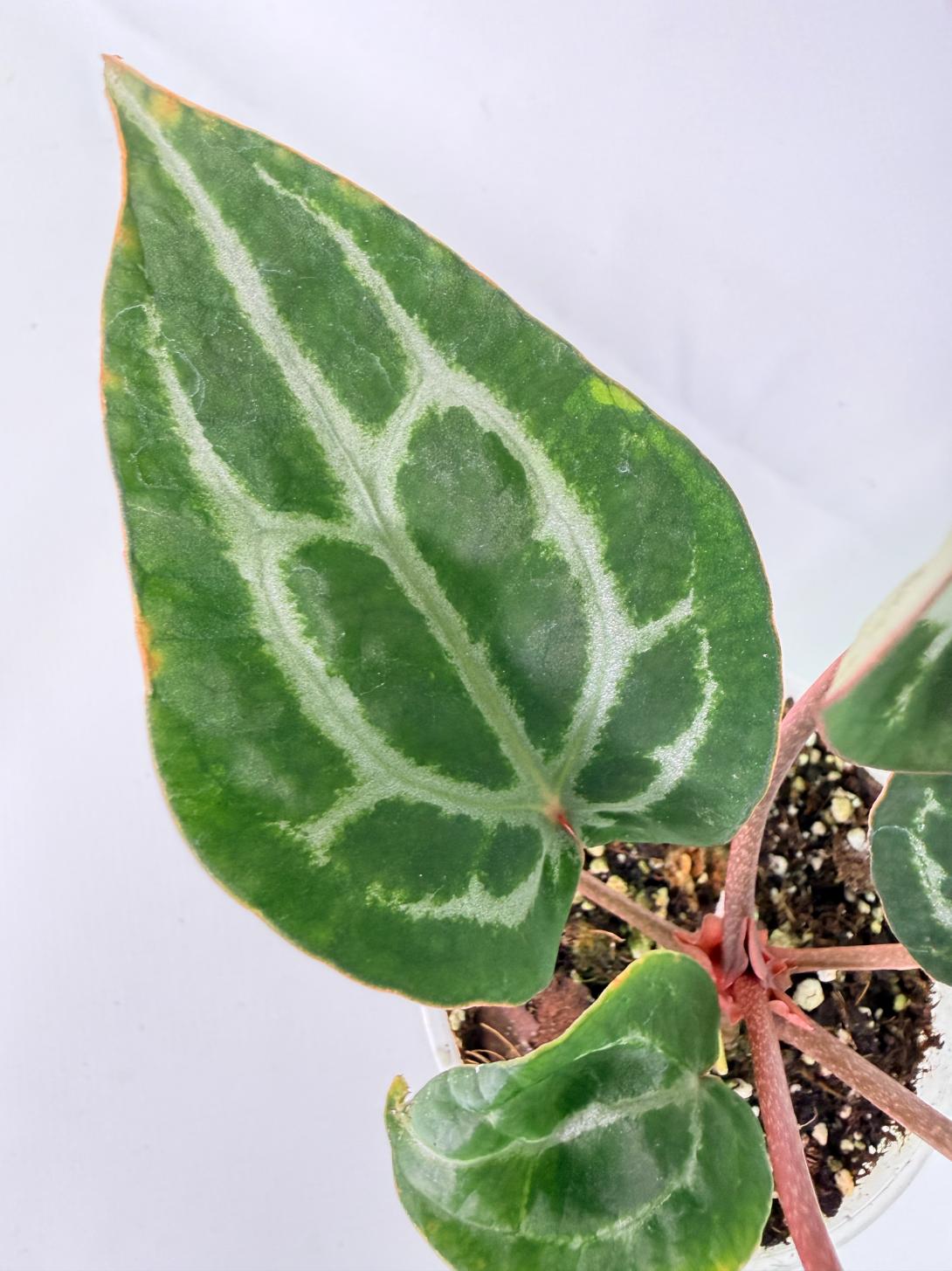 Anthurium Michelle 07
