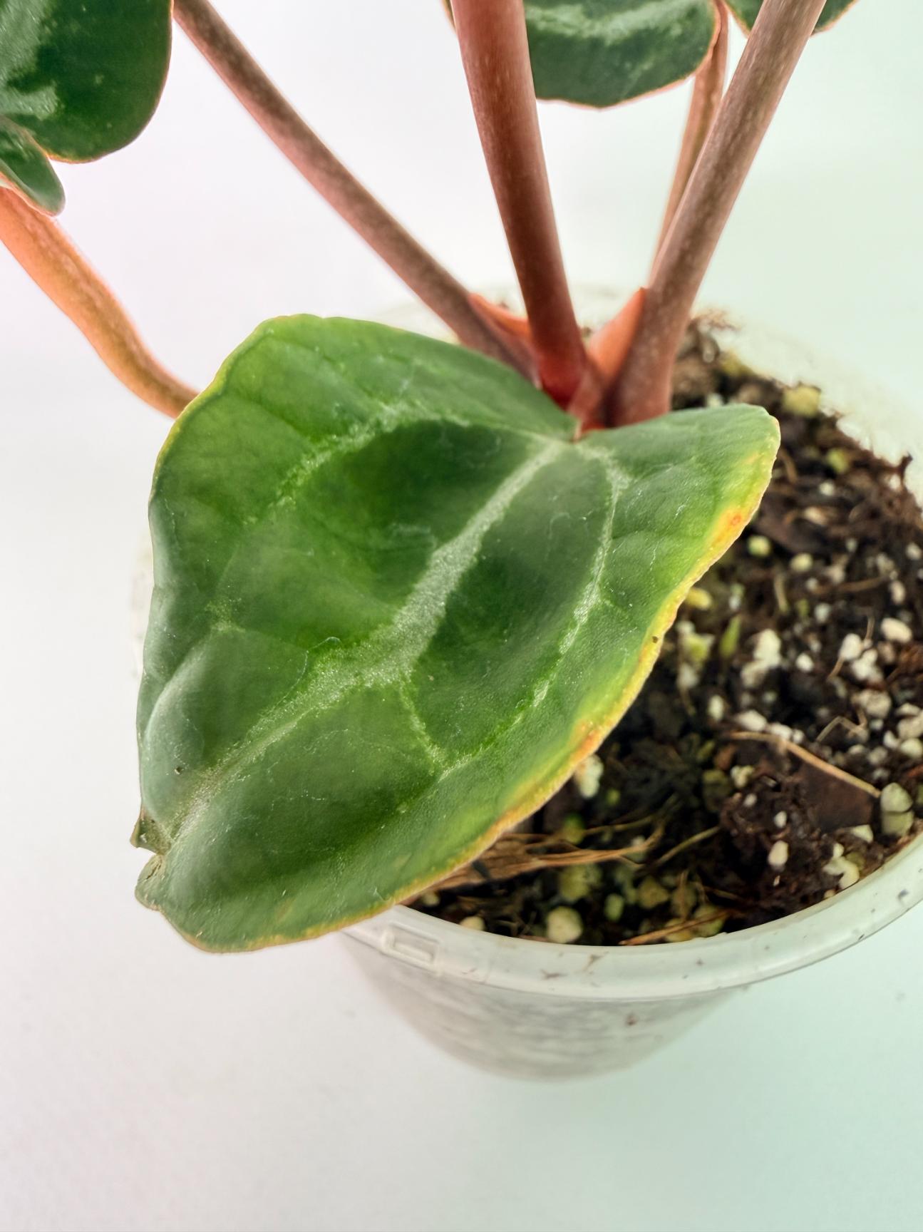 Anthurium Michelle 08