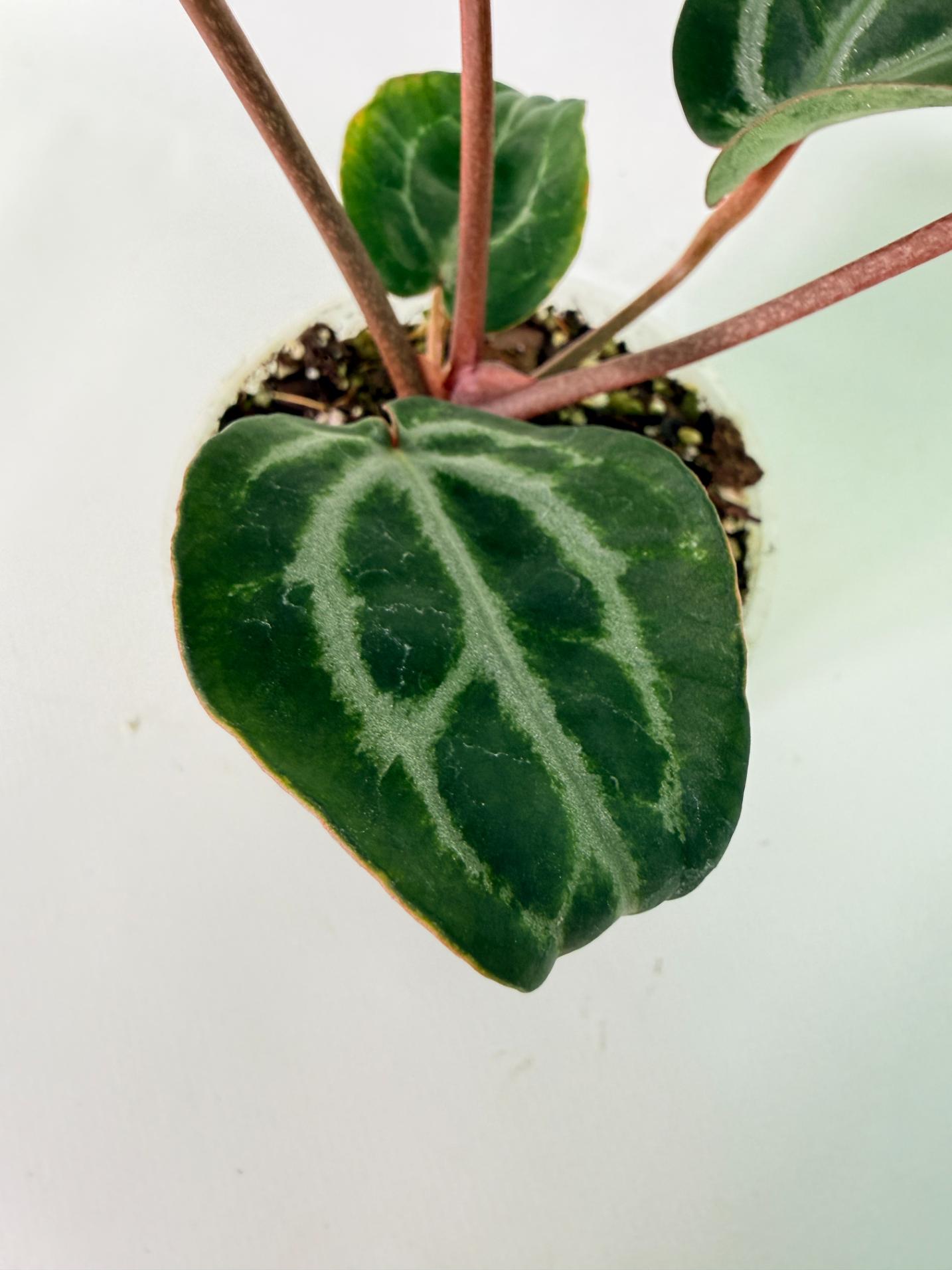 Anthurium Michelle 09