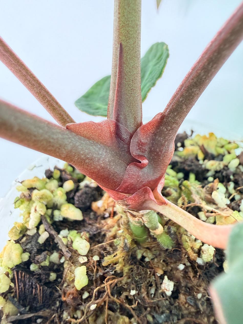 Anthurium Michelle 09