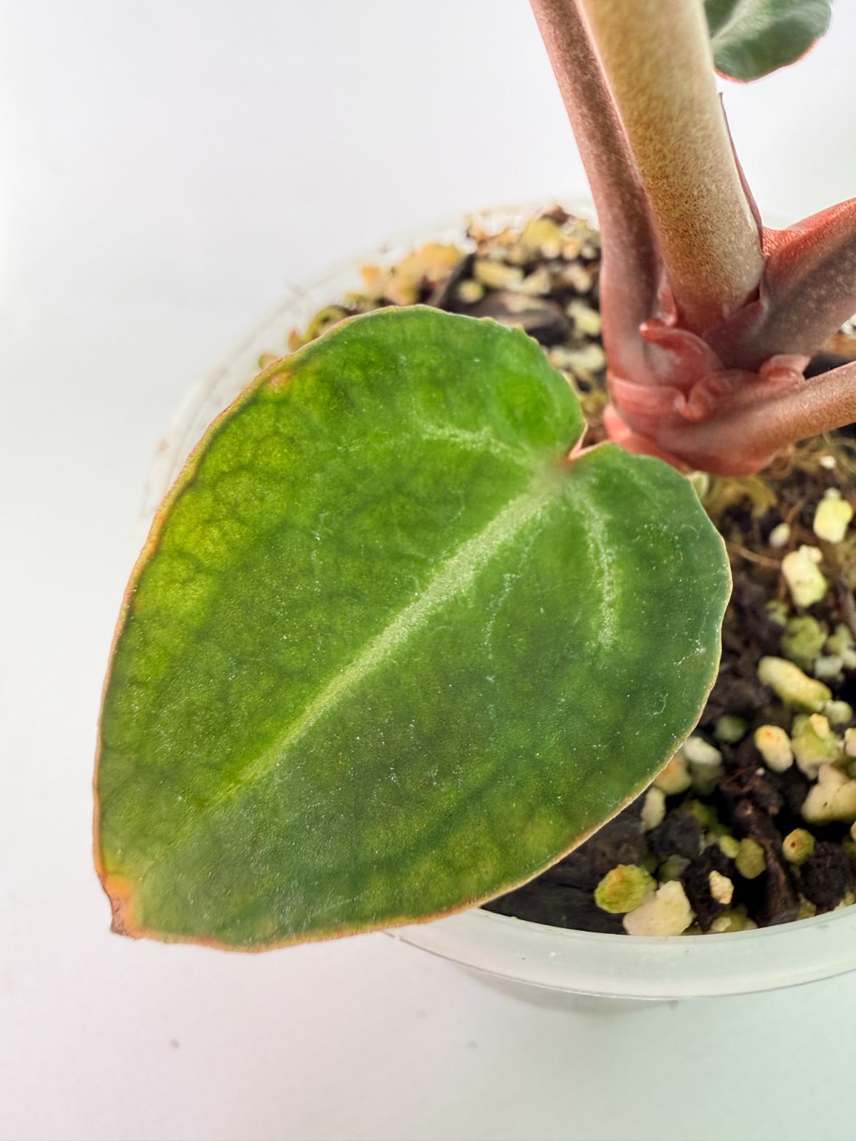 Anthurium Michelle 10