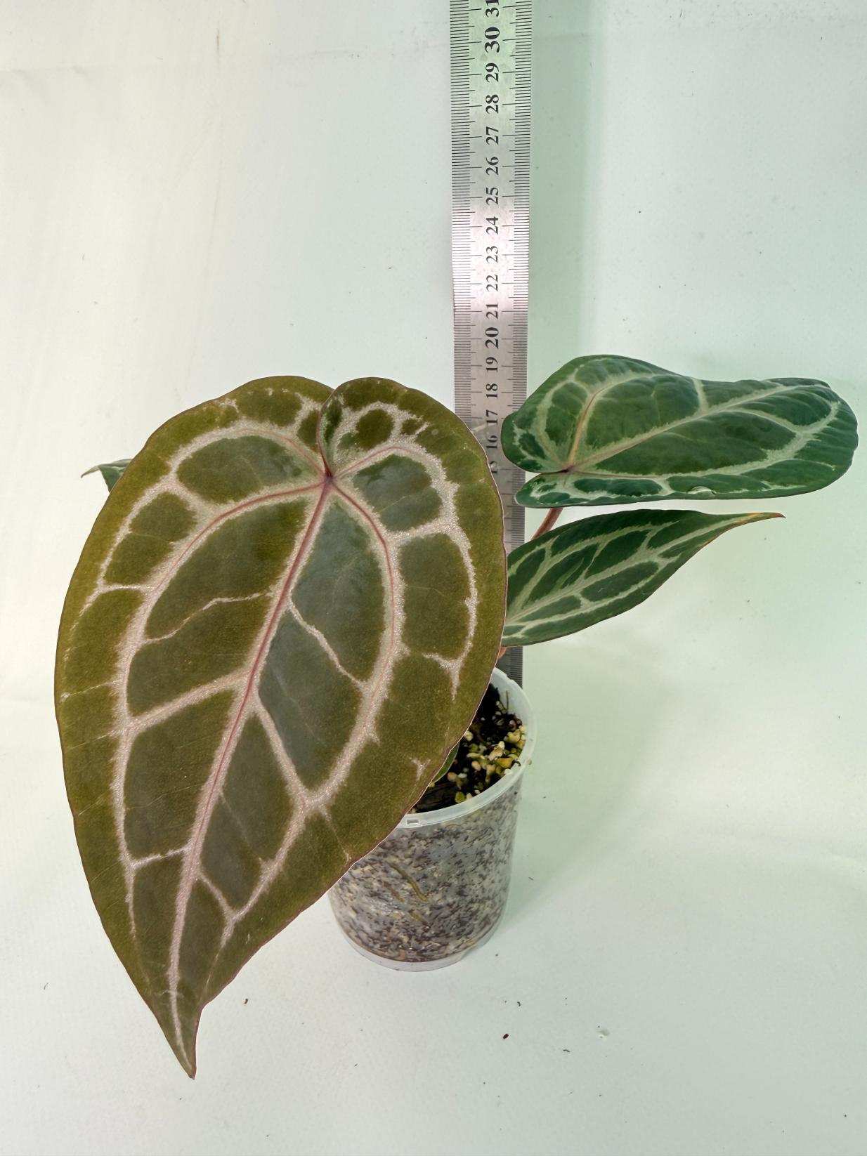 Anthurium Michelle | Welovetropicalplants