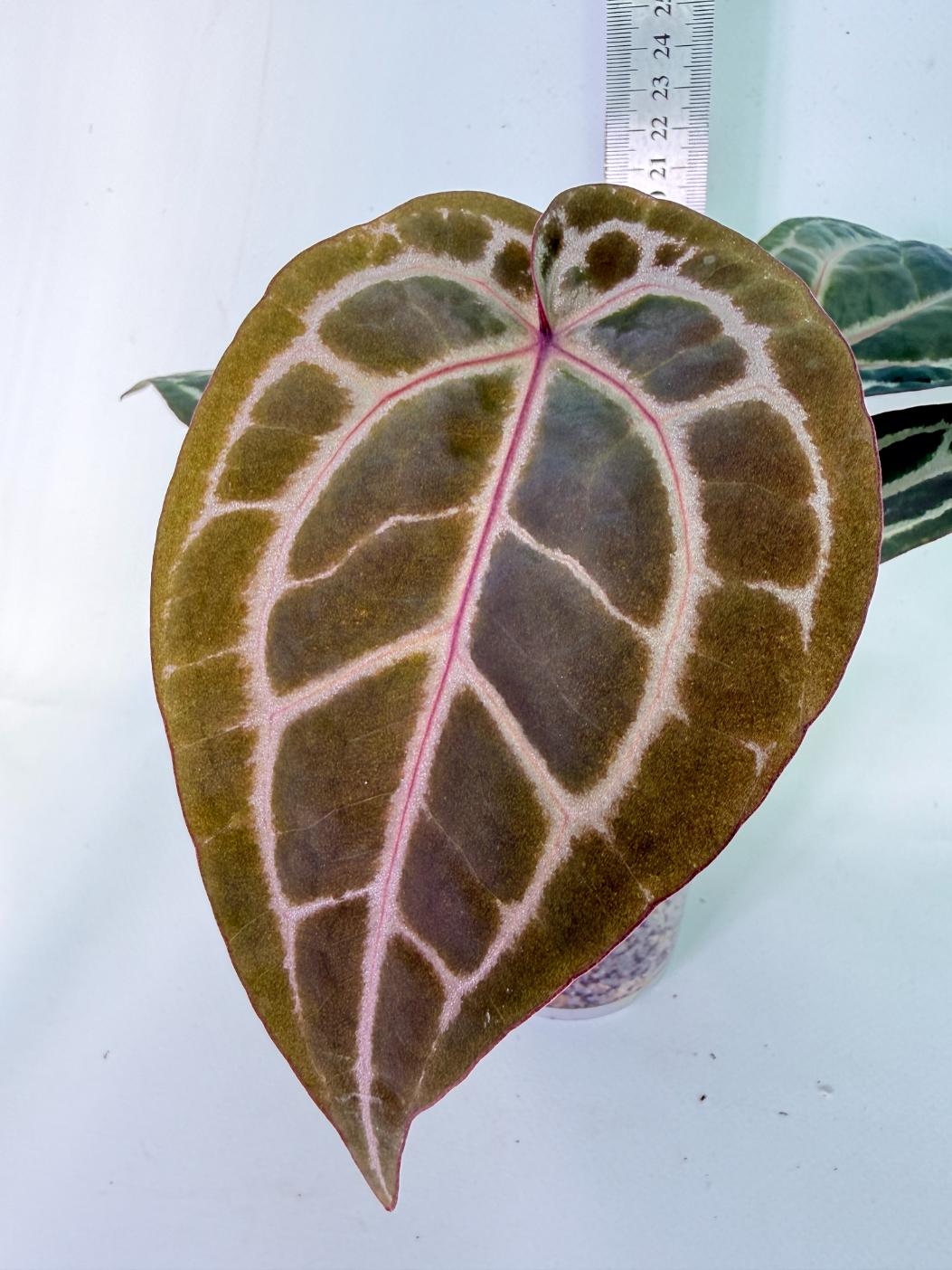 Anthurium Michelle 04