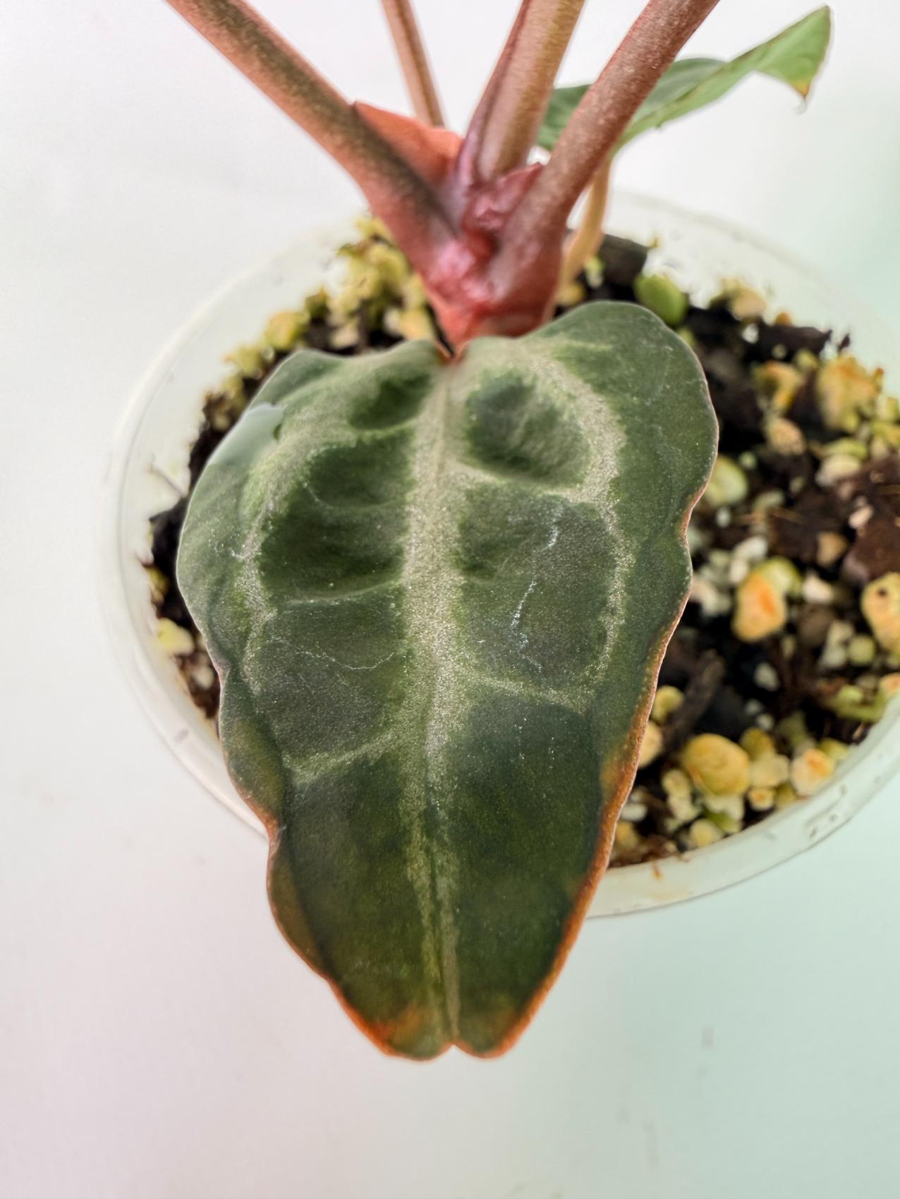 Anthurium Michelle 08