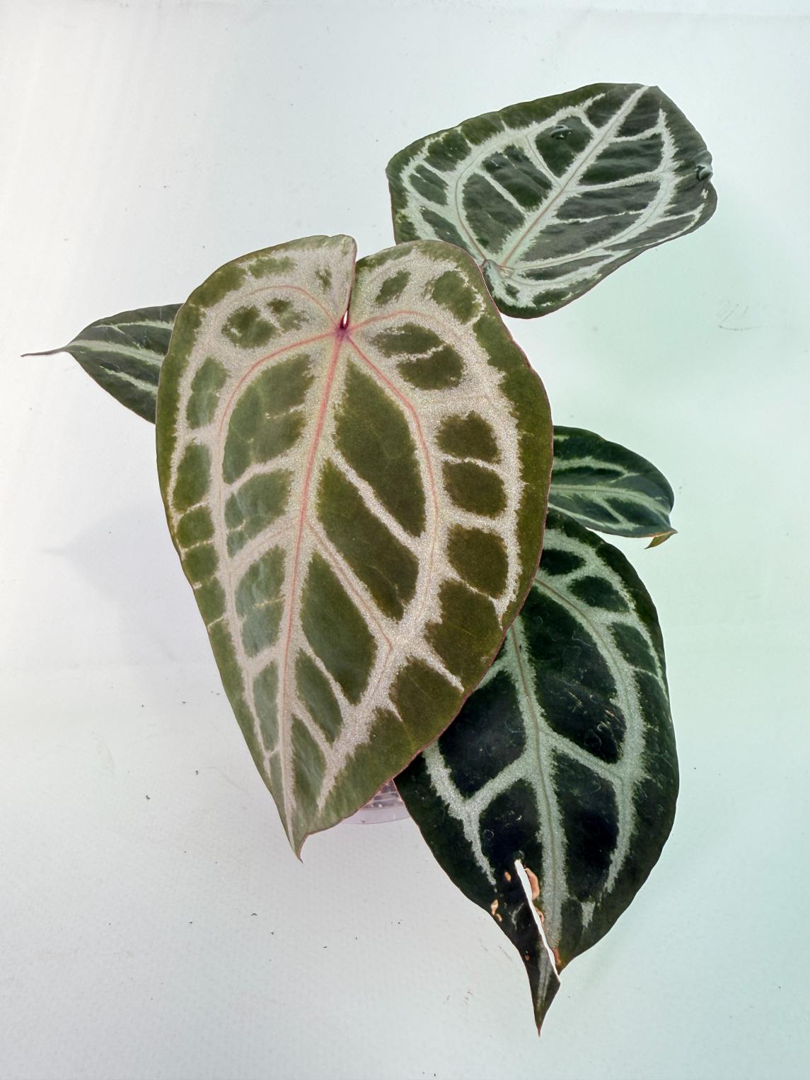 安*品様 Anthurium Michelle Anthurium Michelle | Welovetropicalplants