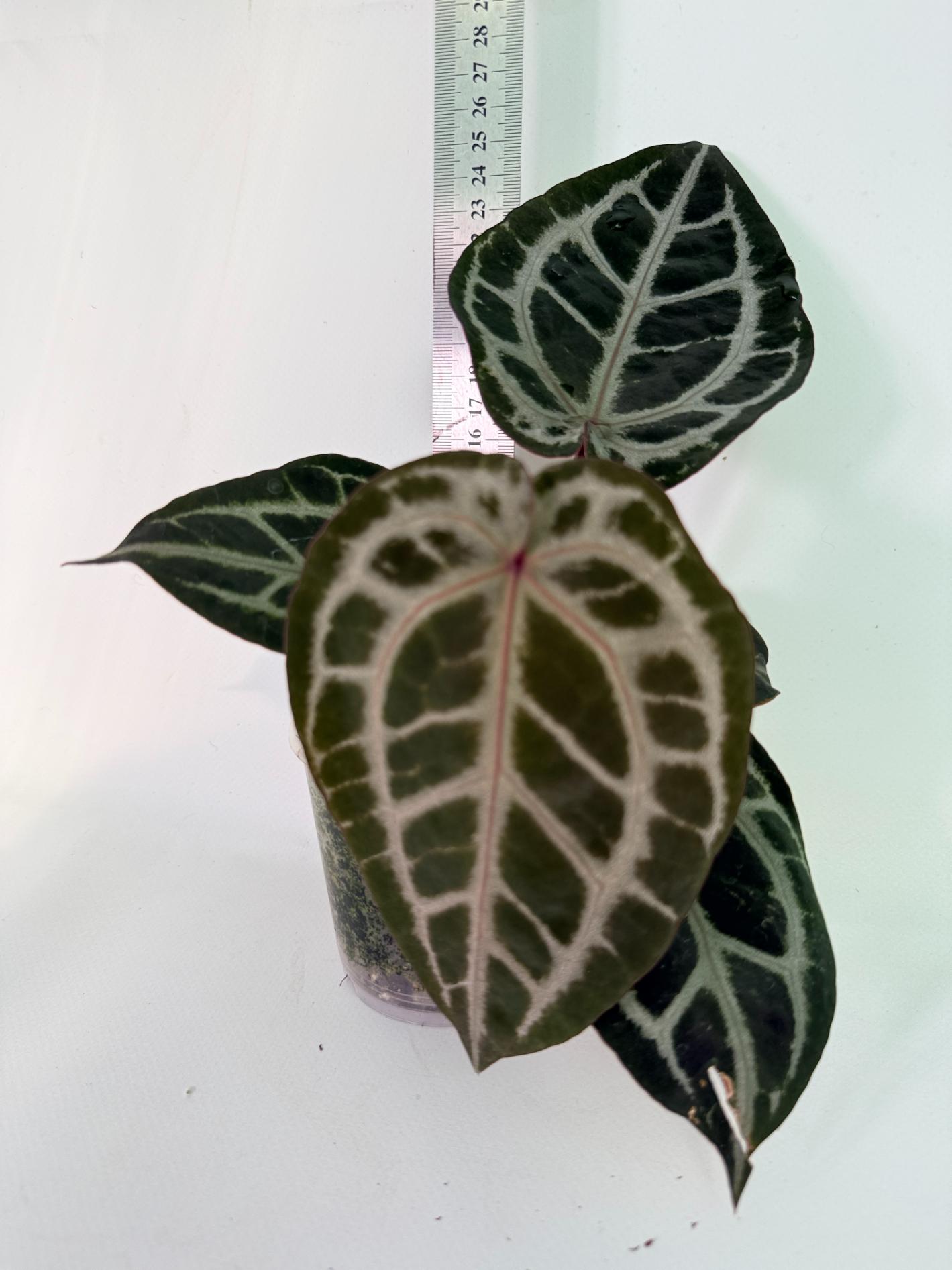 Anthurium Michelle | Welovetropicalplants
