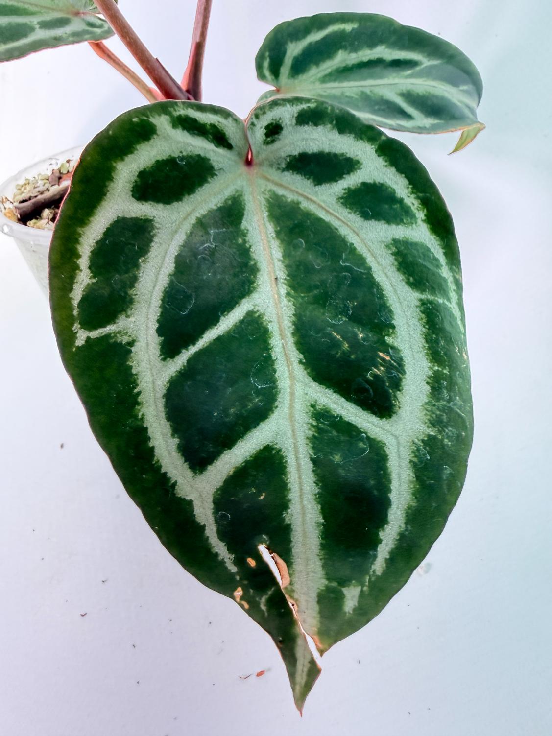 Anthurium Michelle | Welovetropicalplants
