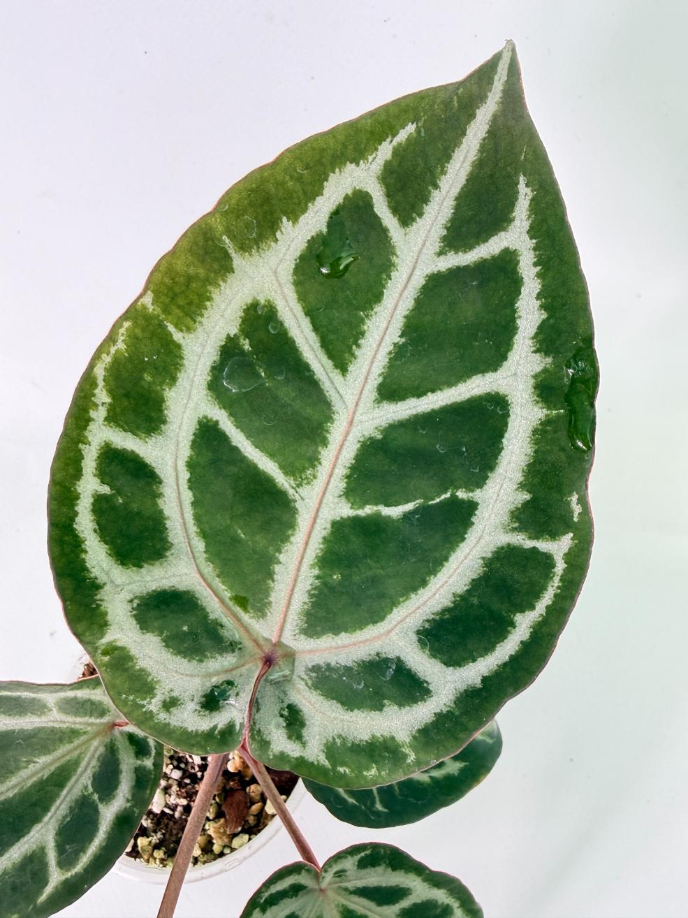 Anthurium Michelle 06