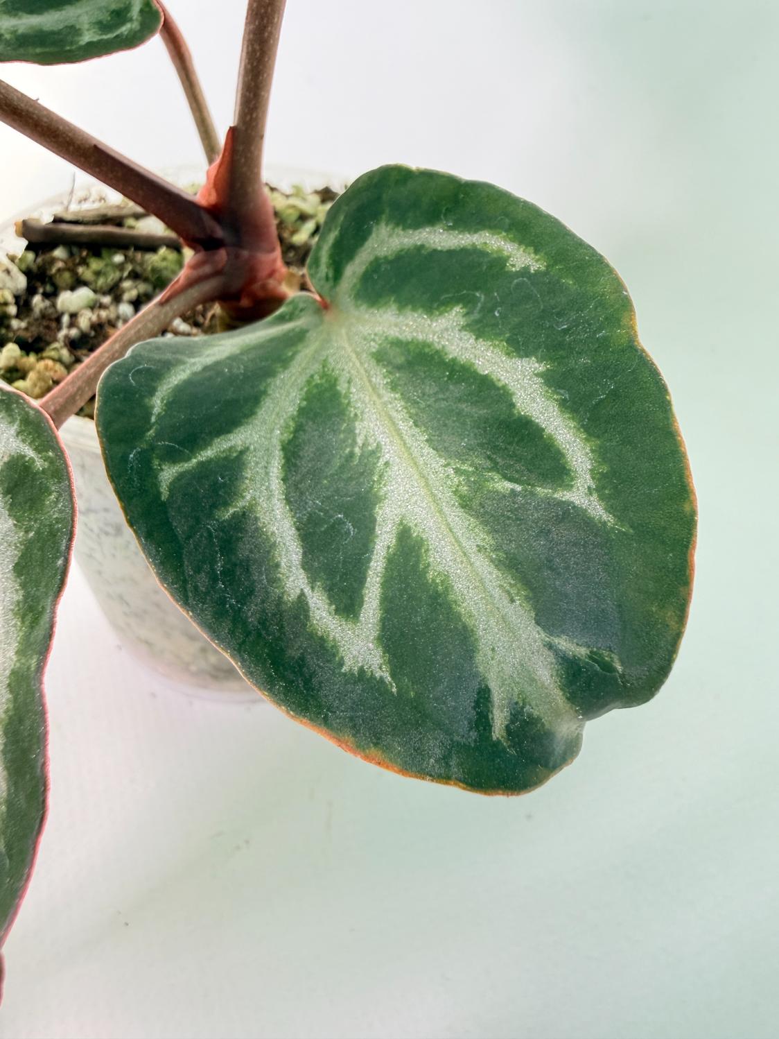 Anthurium Michelle 08