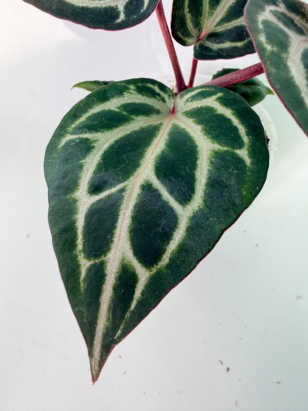 Anthurium Michelle | Welovetropicalplants