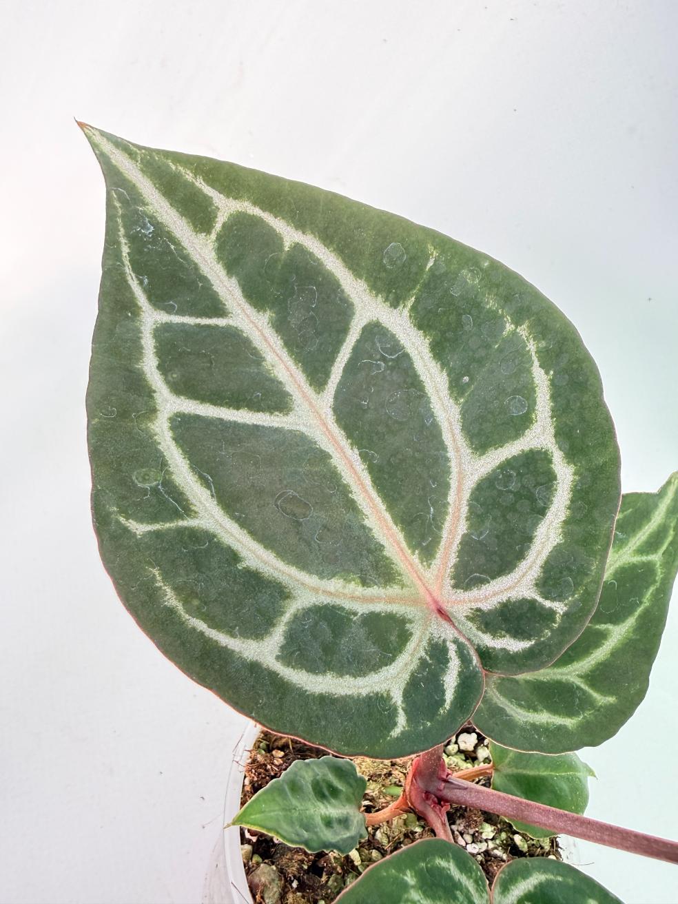 Anthurium Michelle | Welovetropicalplants