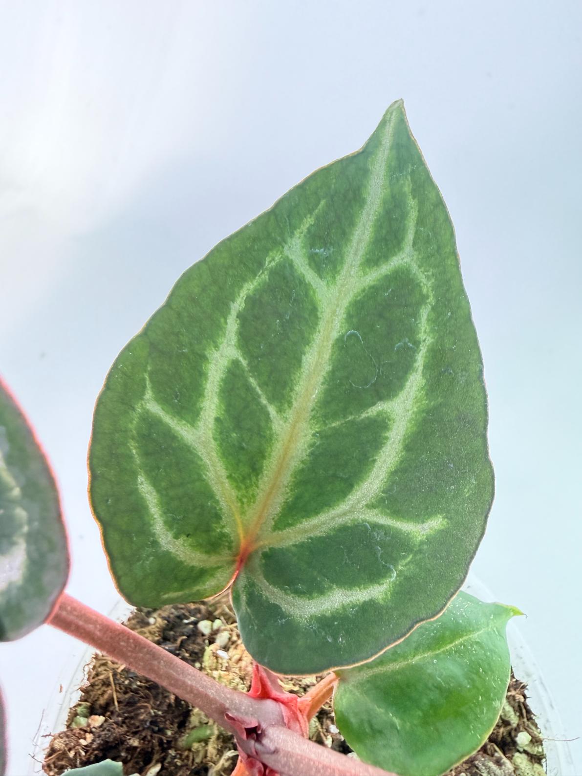 Anthurium Michelle | Welovetropicalplants