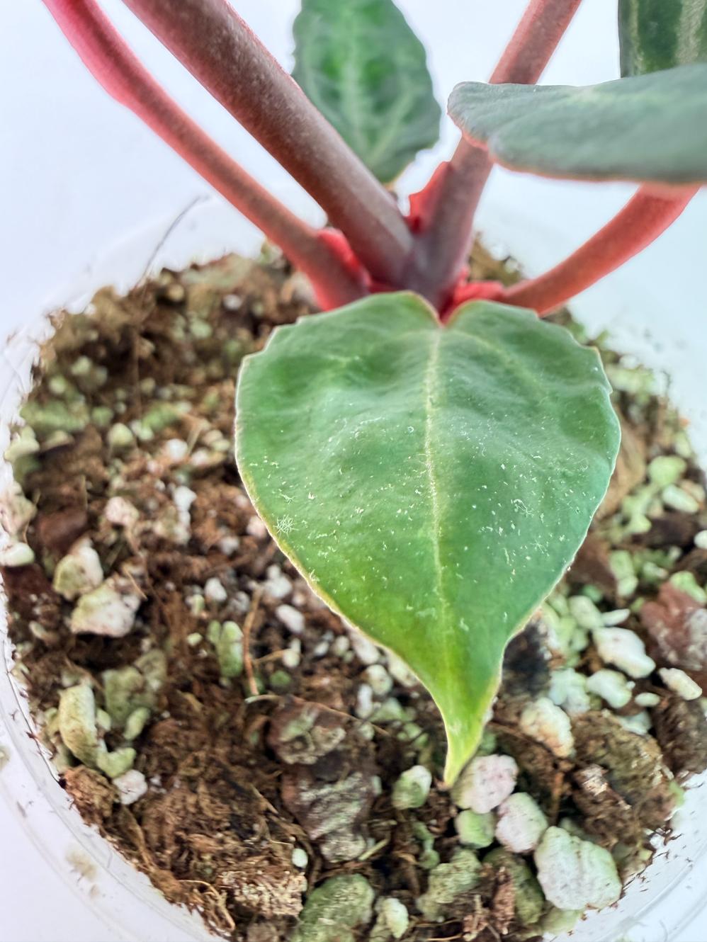 Anthurium Michelle | Welovetropicalplants