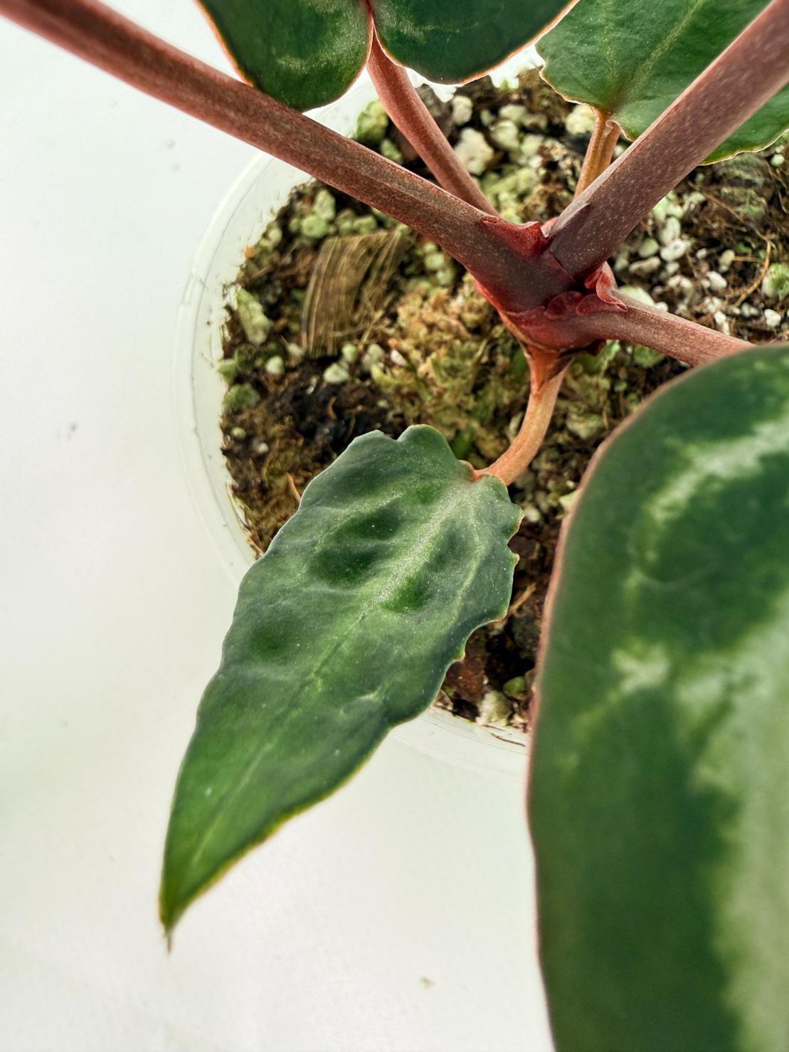 Anthurium Michelle 07