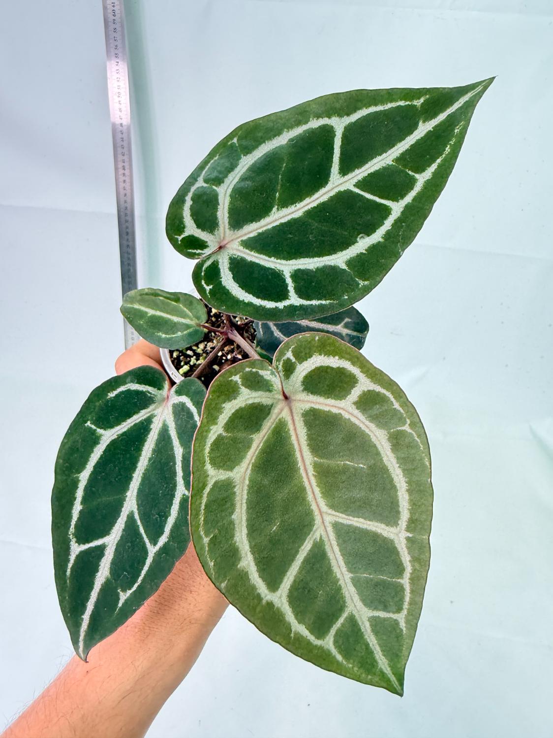 Anthurium Michelle 3