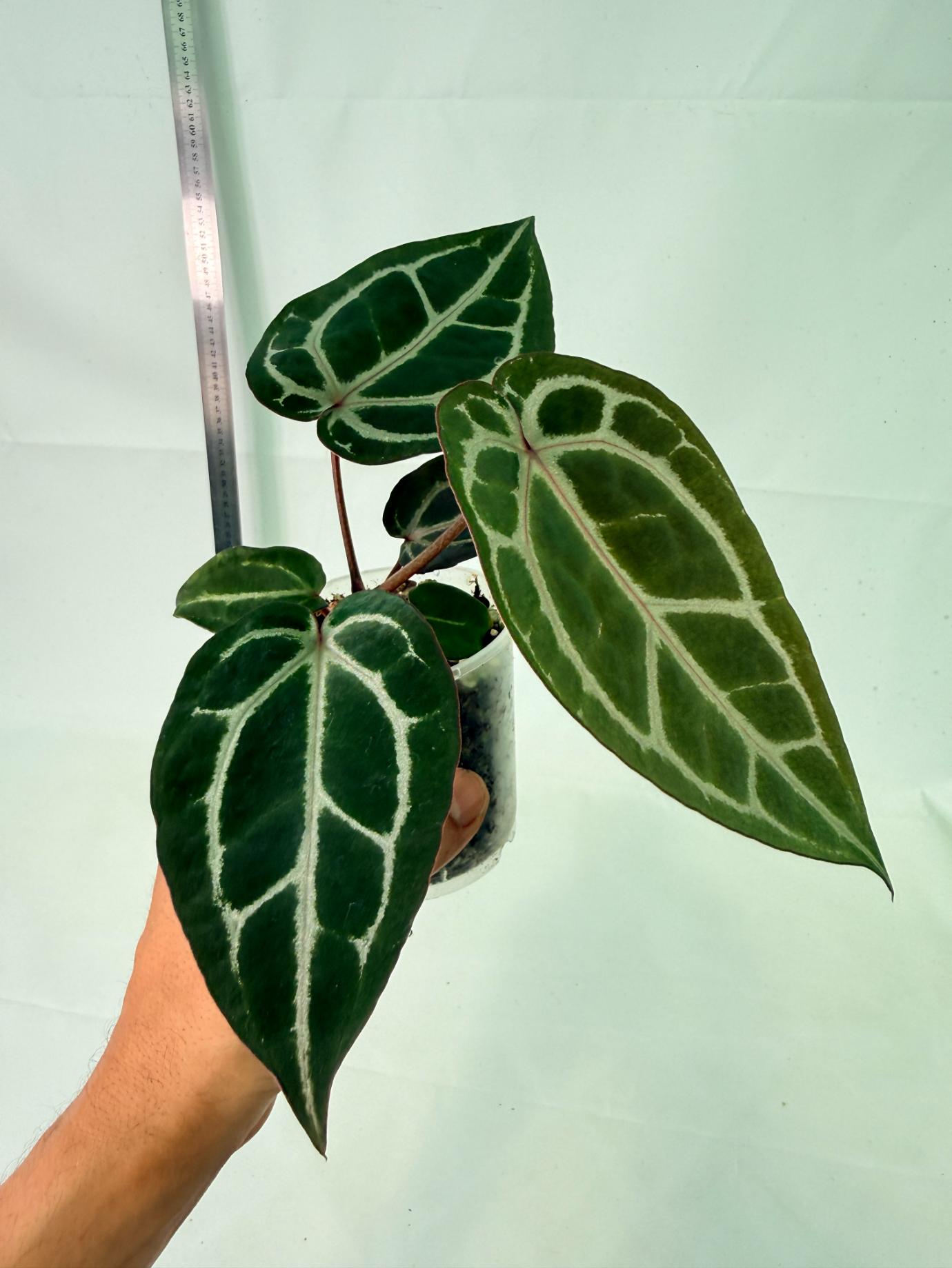 Anthurium Michelle 7