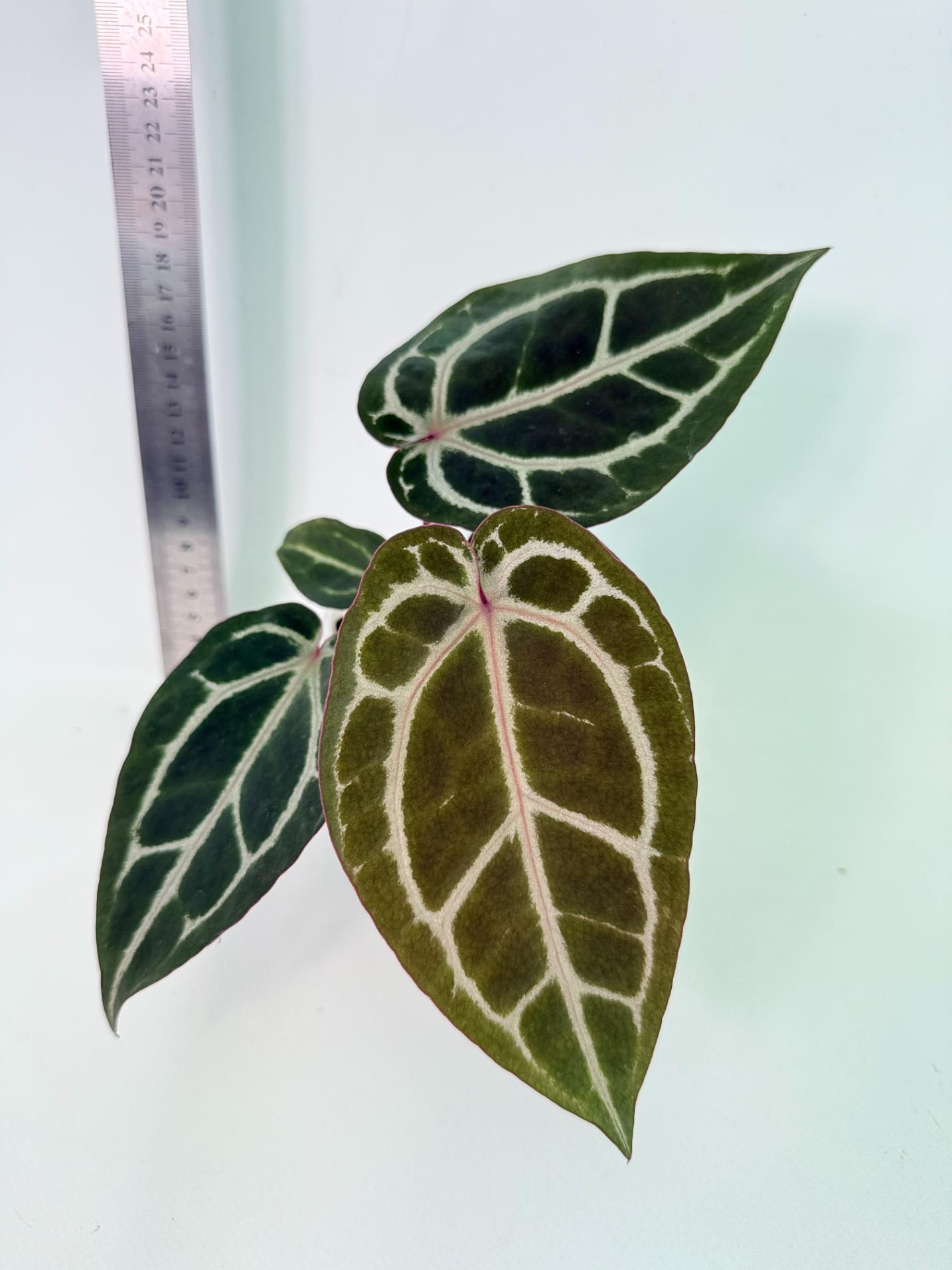 Anthurium Michelle 1