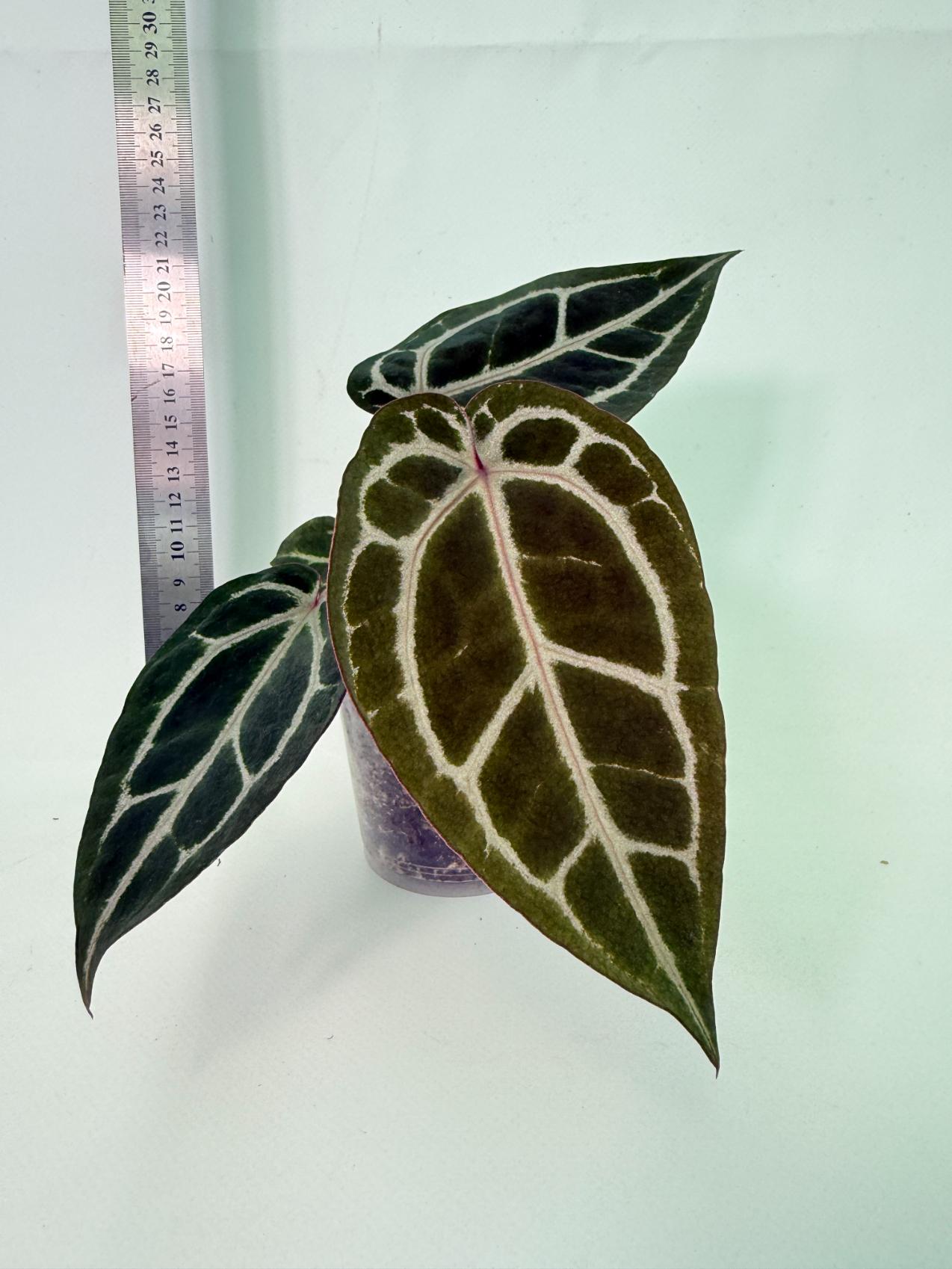 Anthurium Michelle 4