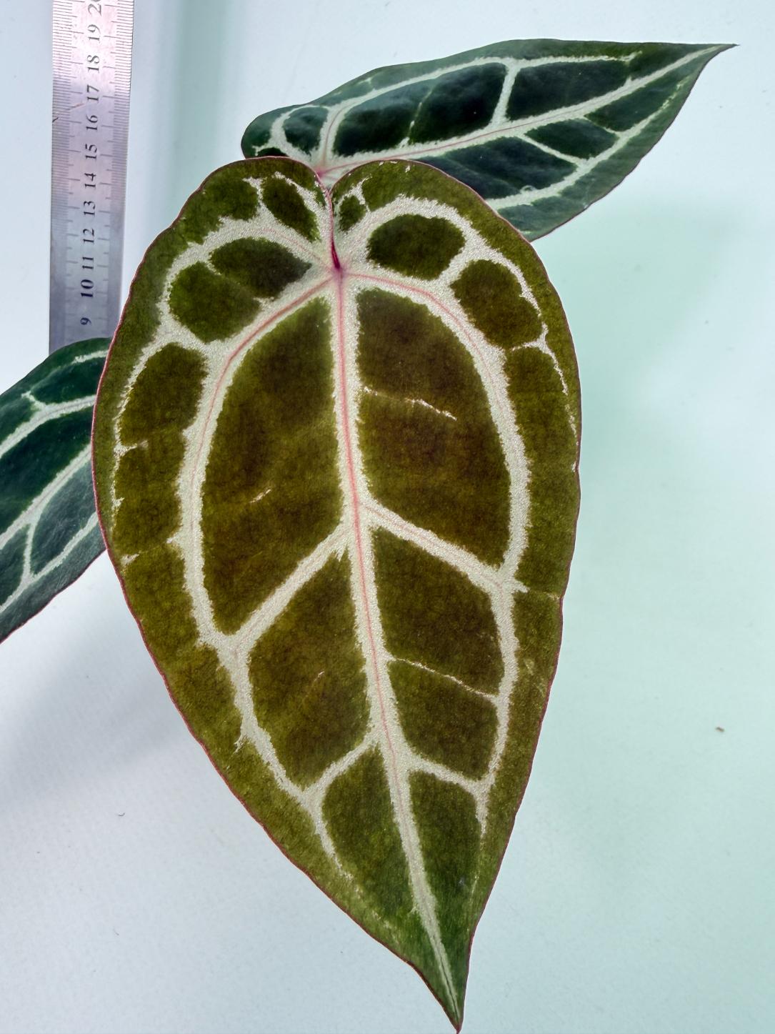 Anthurium Michelle 2