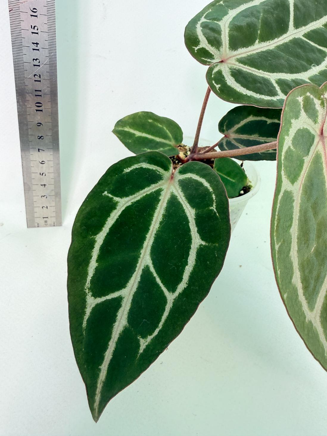 Anthurium Michelle 5