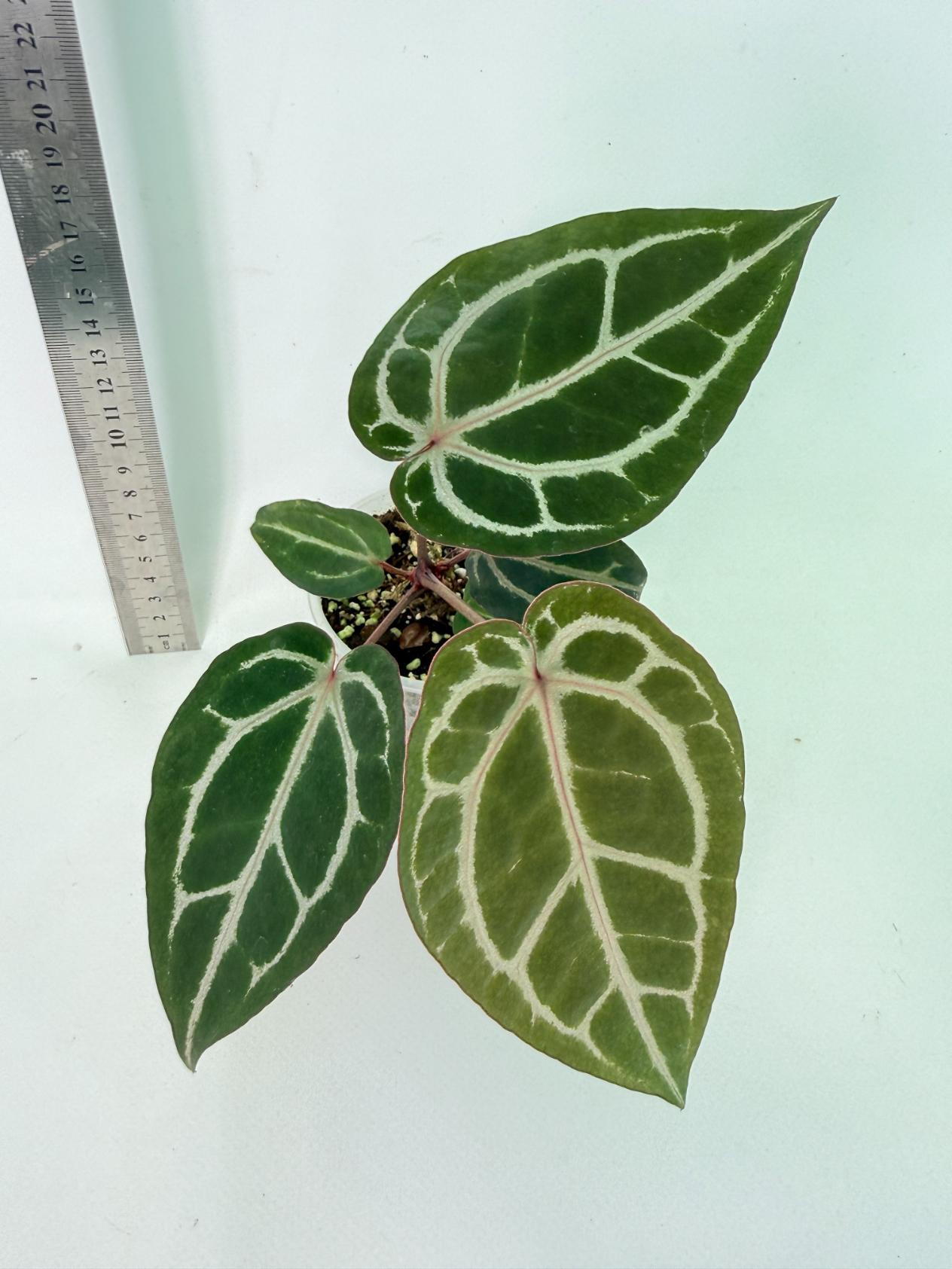 Anthurium Michelle 6
