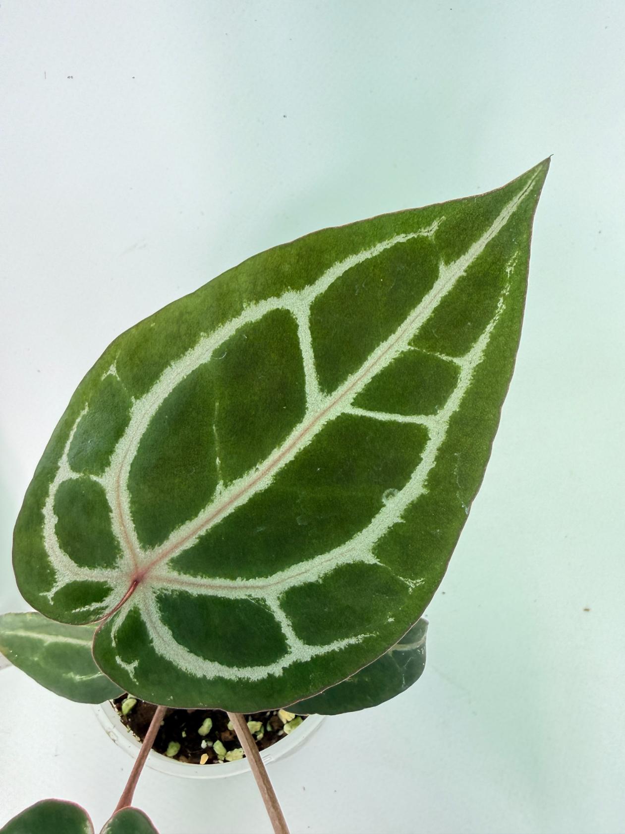 Anthurium Michelle 8
