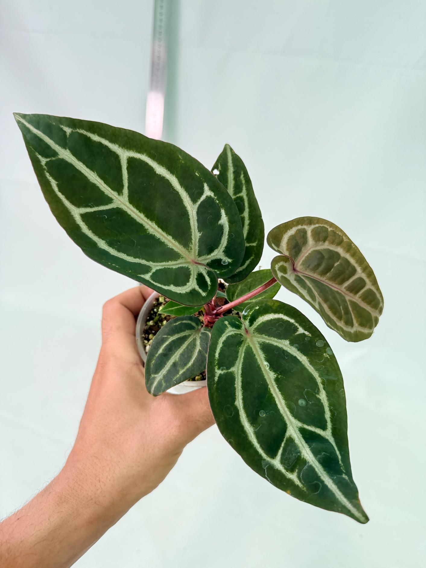 Anthurium Michelle 4