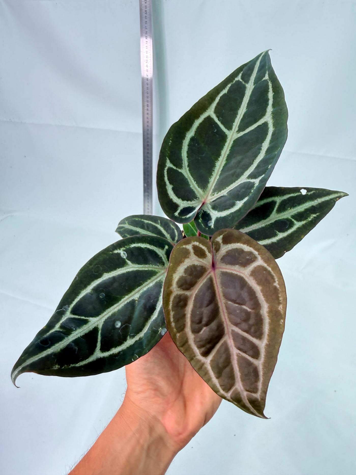 Anthurium Michelle 3