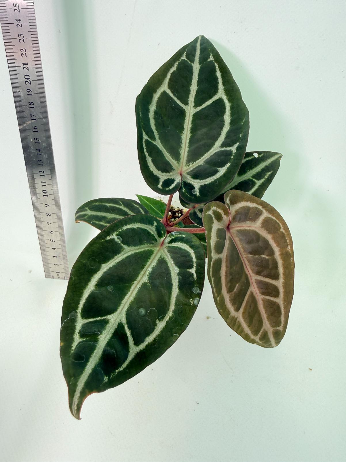 Anthurium Michelle 1