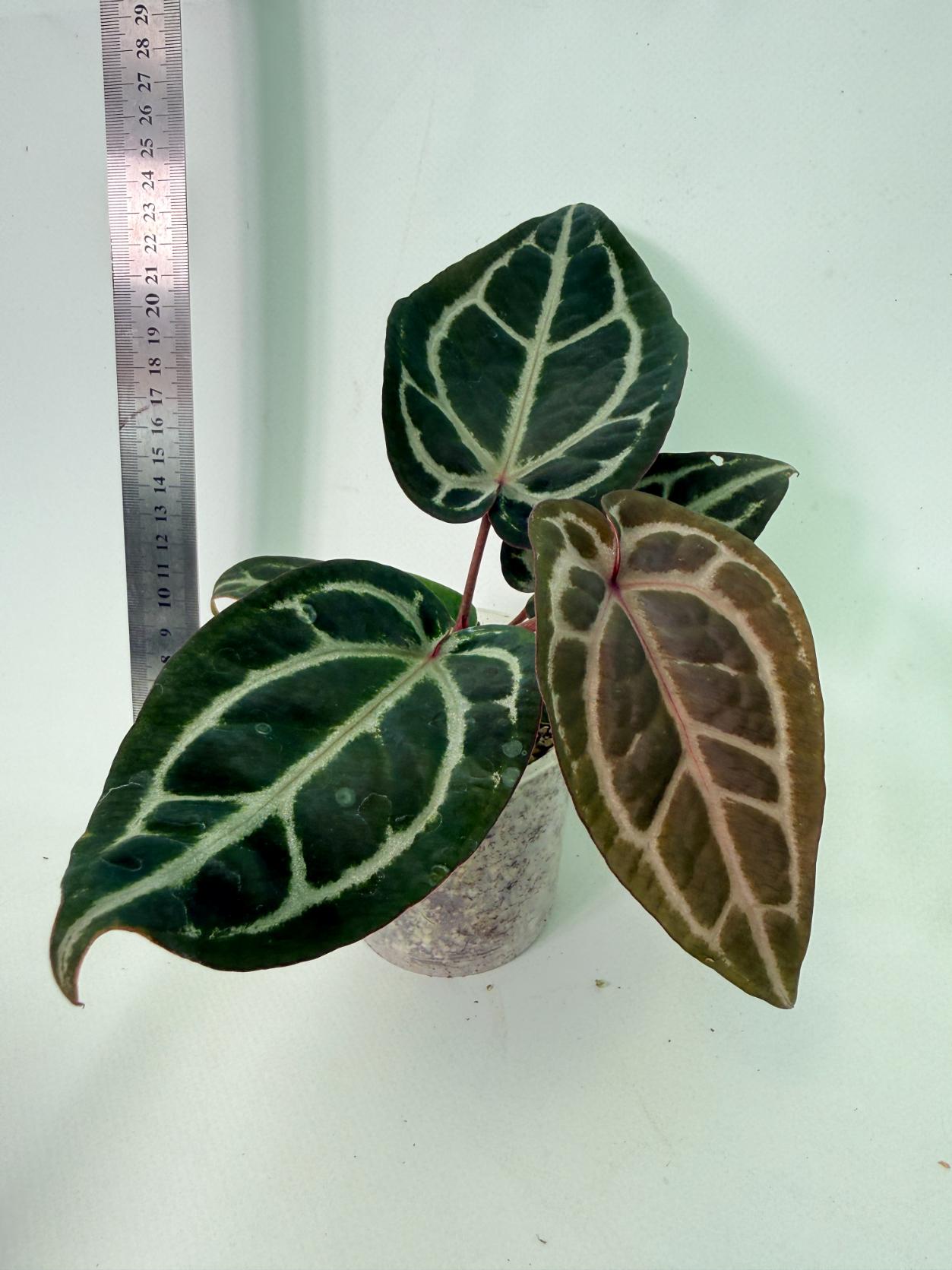 Anthurium Michelle 5