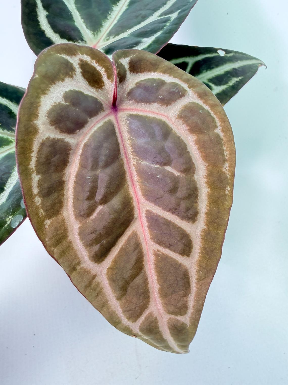 Anthurium Michelle 2