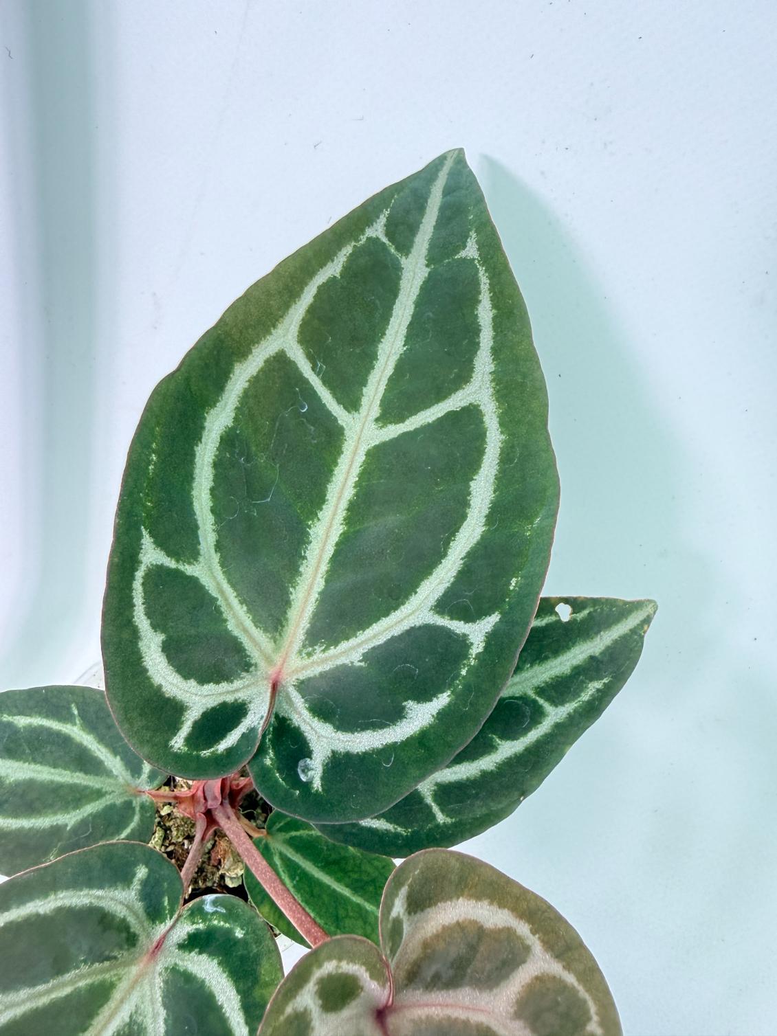 Anthurium Michelle 6