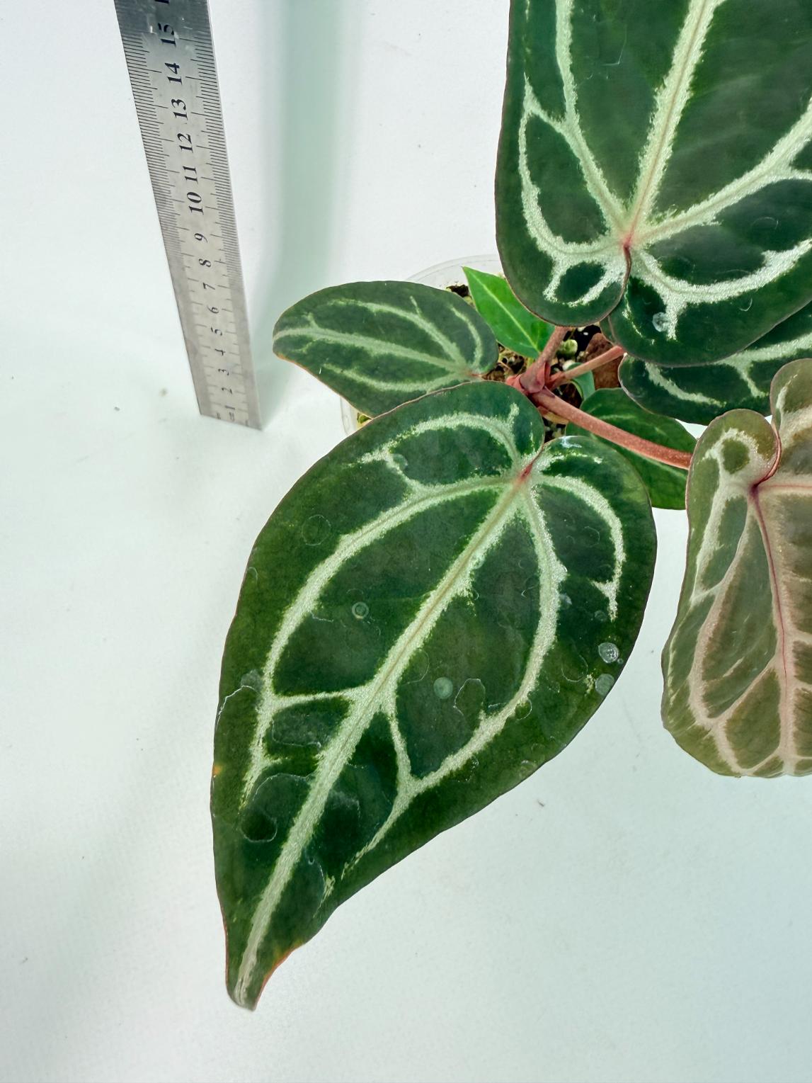 Anthurium Michelle 7