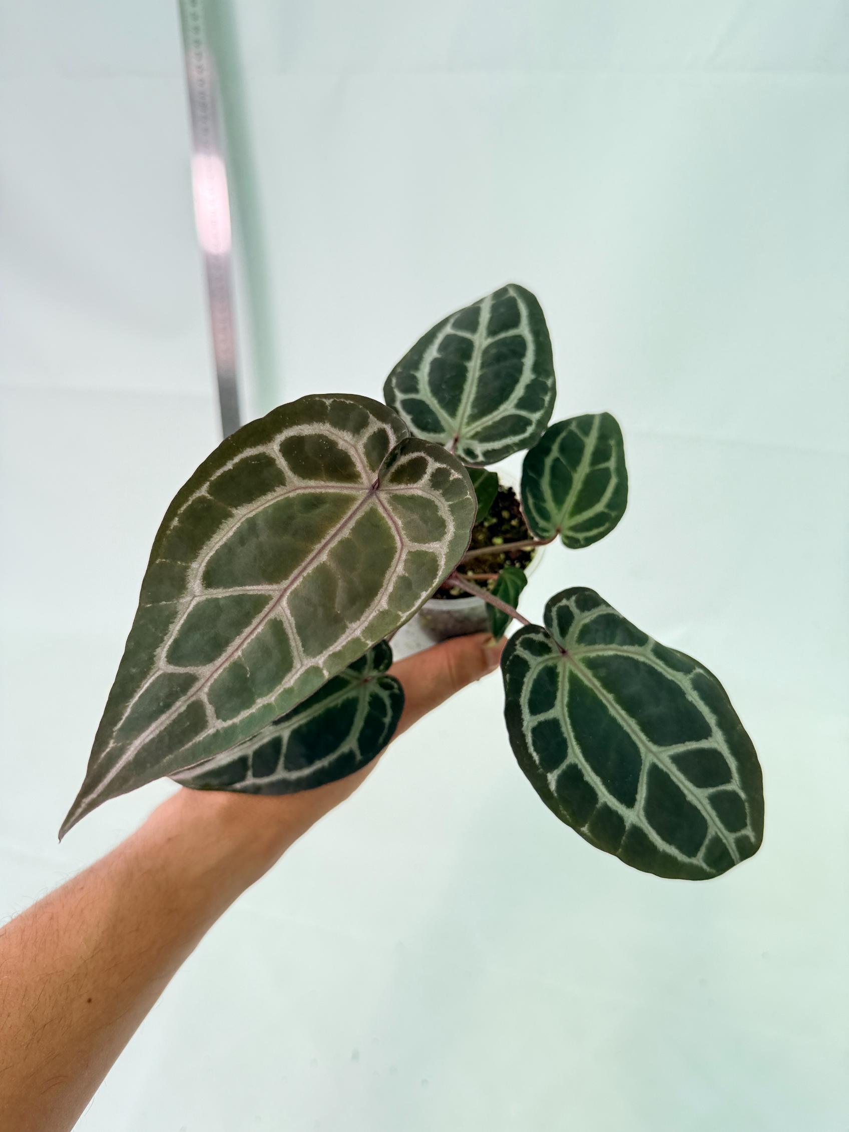 Anthurium Michelle 1